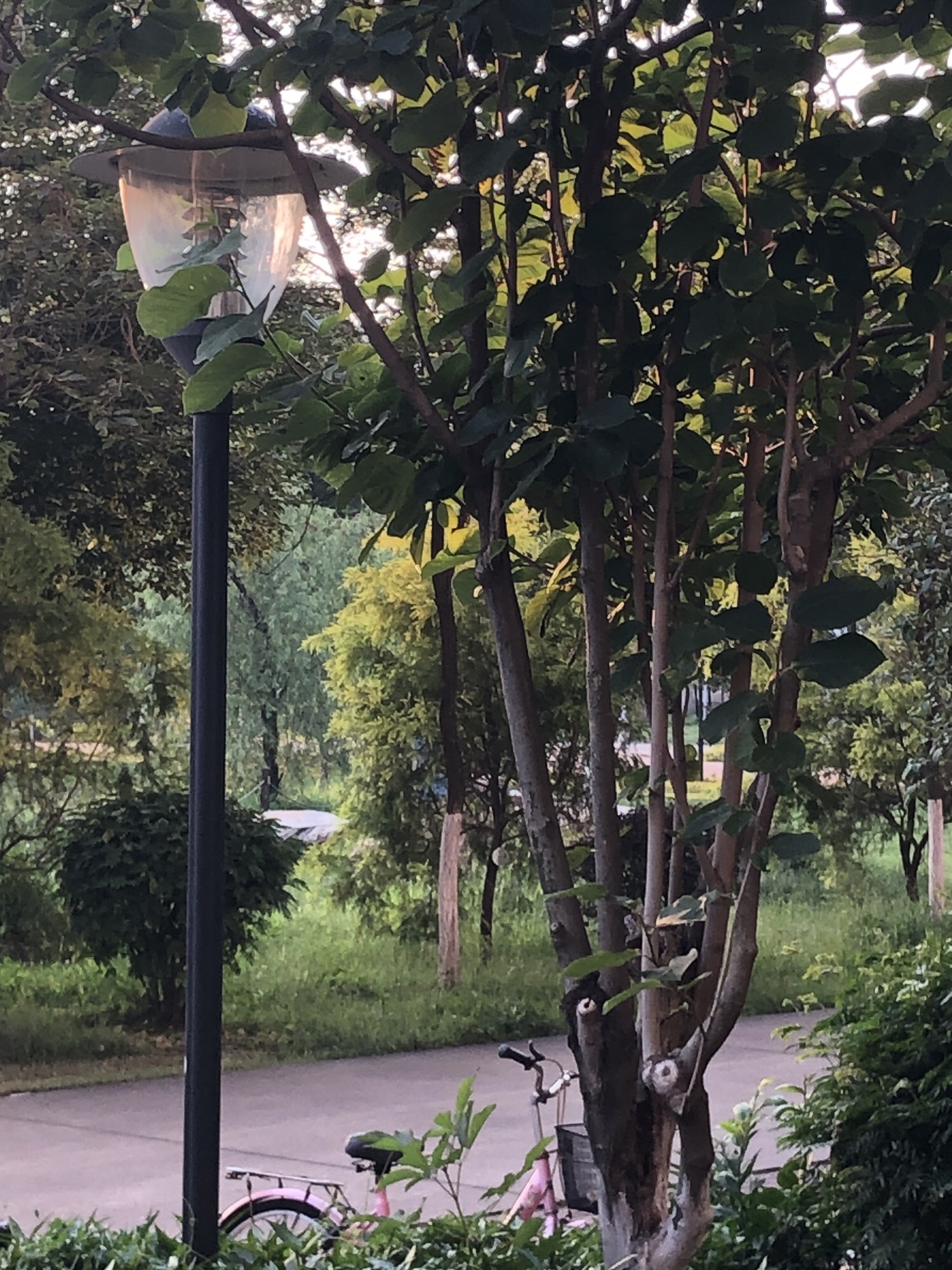 大岭山森林公园旅行图片 1