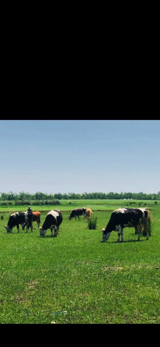 天鹅湖自然风景区(暂停开放)旅行图片 1