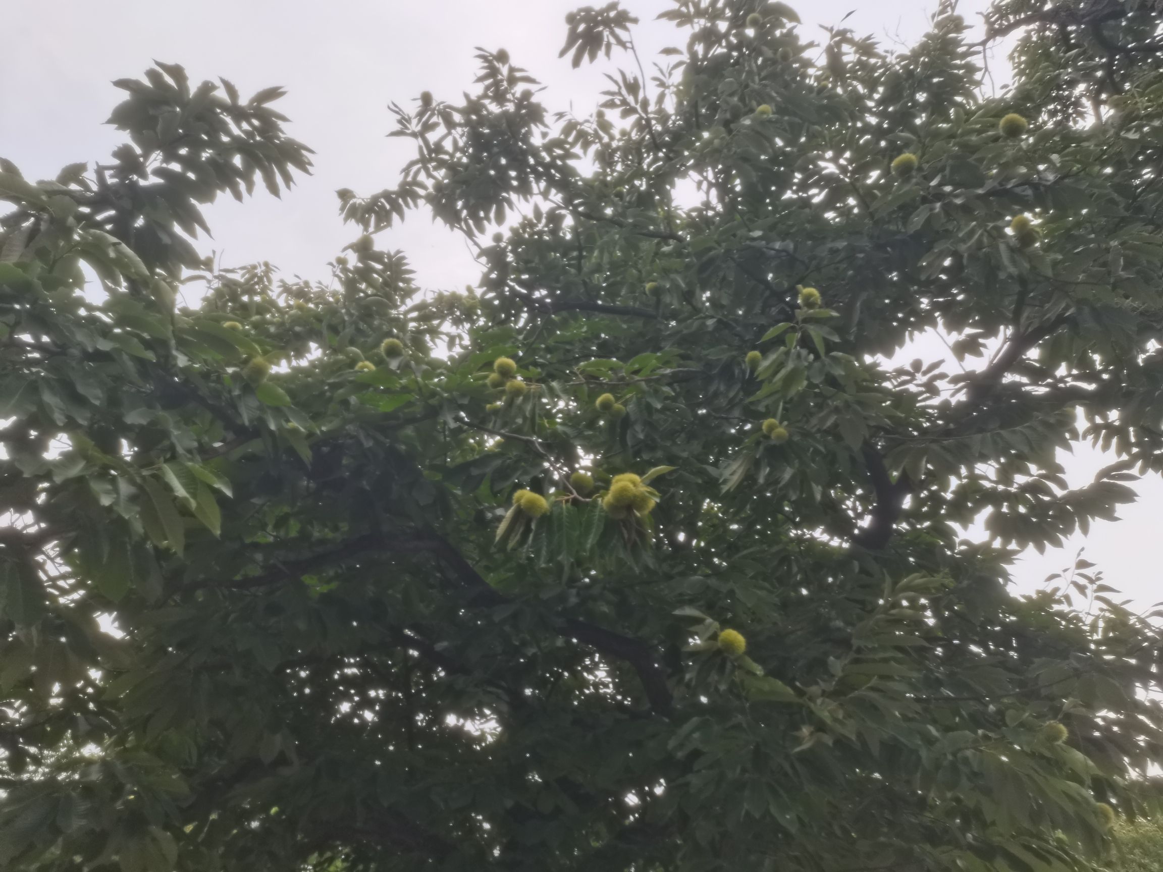 中华古板栗公园旅行图片 3