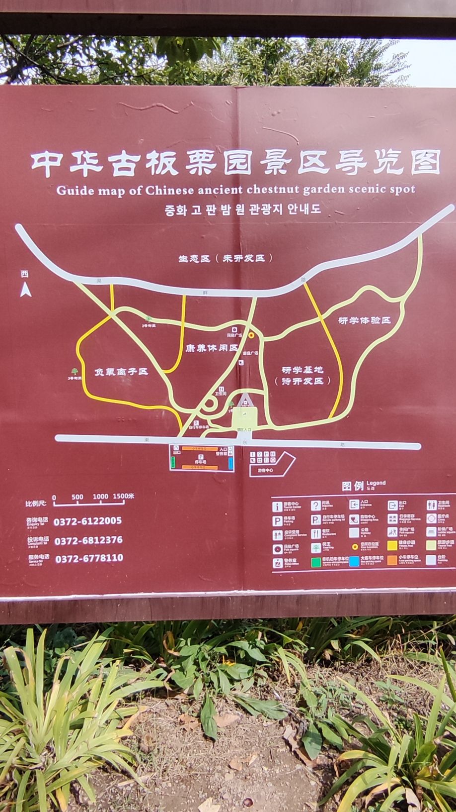 中华古板栗公园旅行图片 2