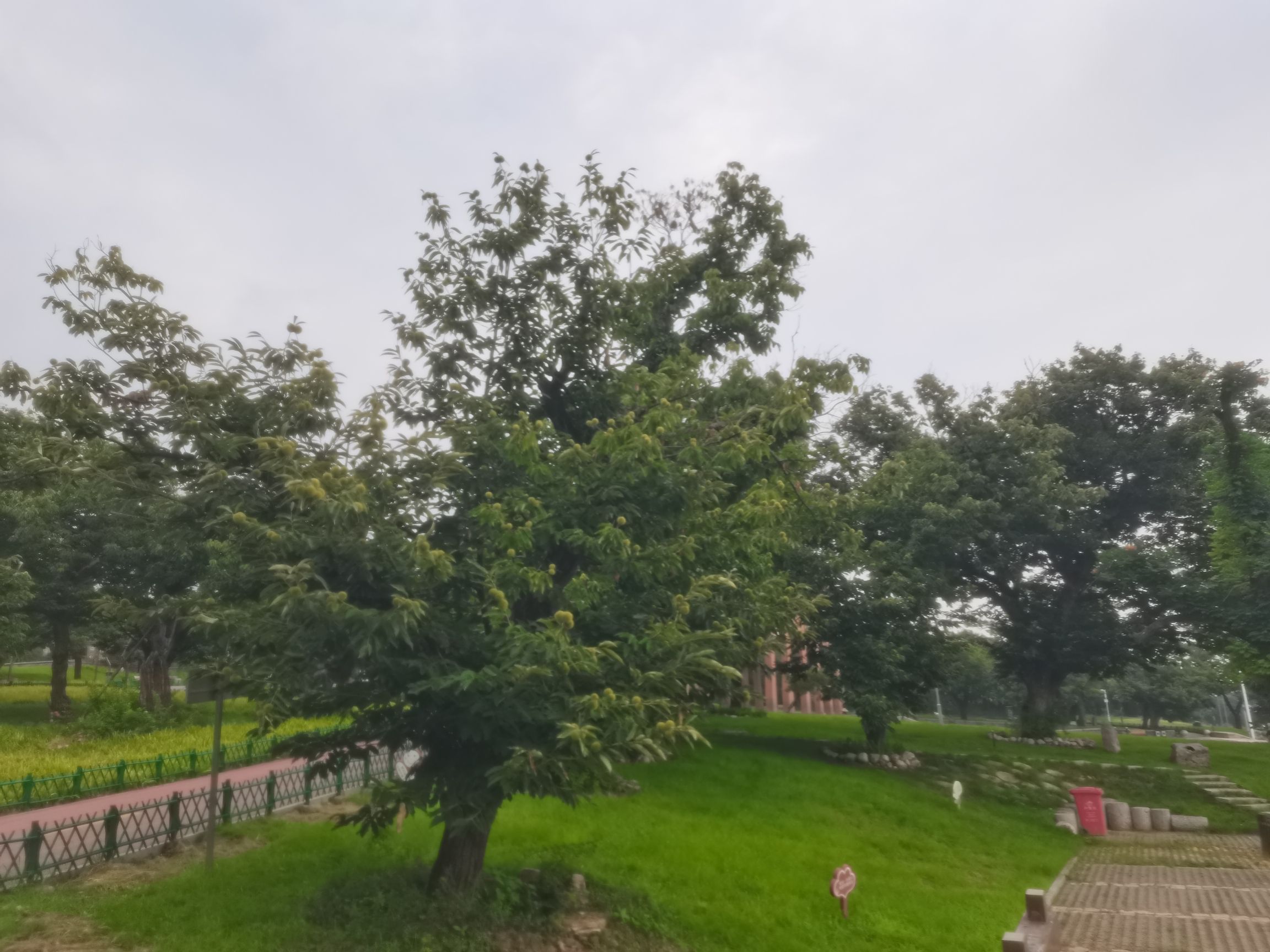 中华古板栗公园旅行图片 2