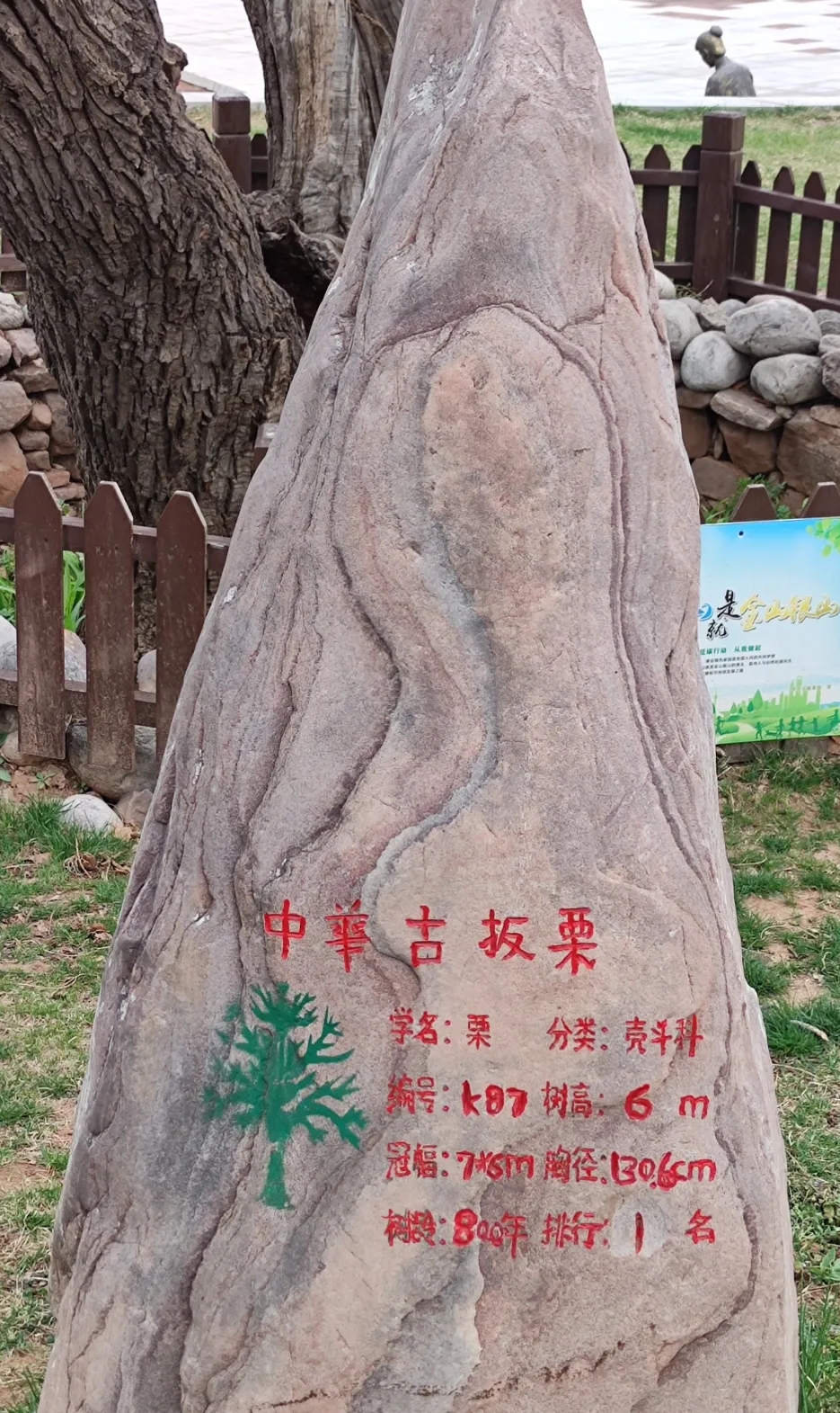 中华古板栗公园旅行图片 2