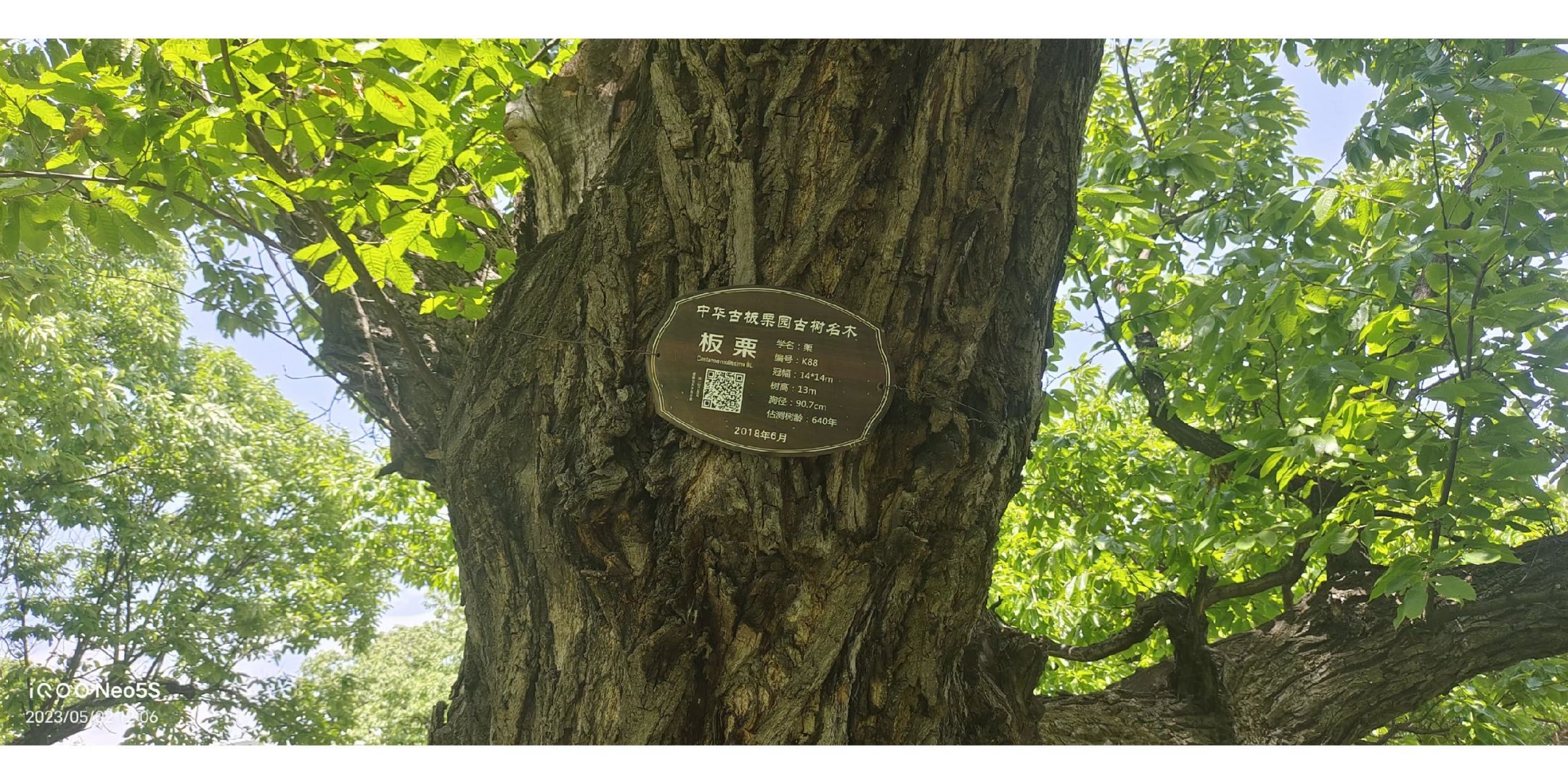 中华古板栗公园旅行图片 2