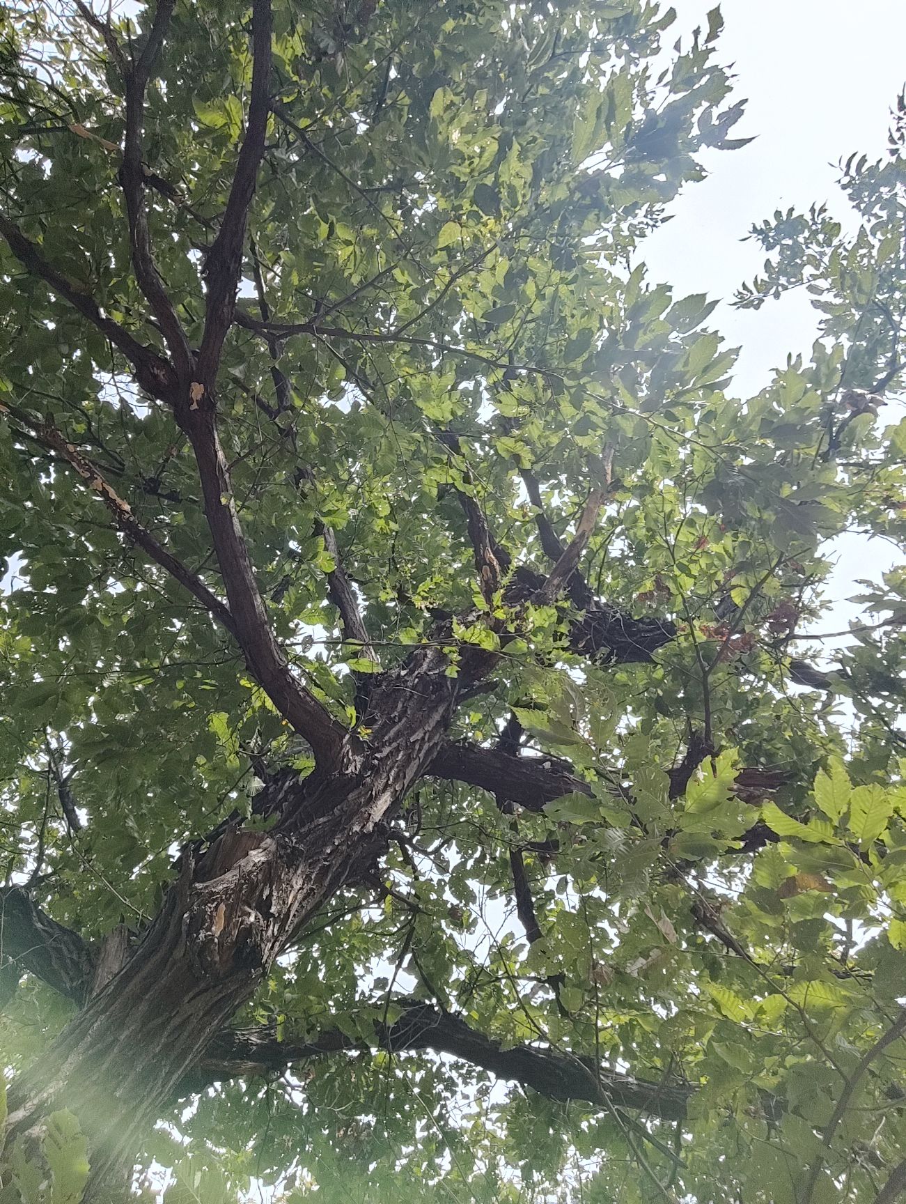 中华古板栗公园旅行图片 1