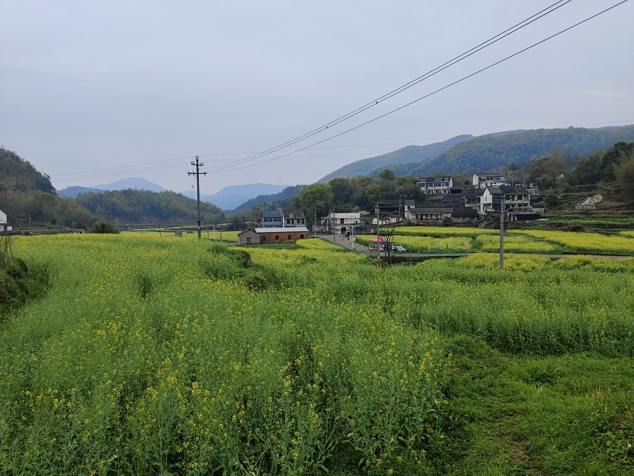 西畈油菜花基地旅行图片 1