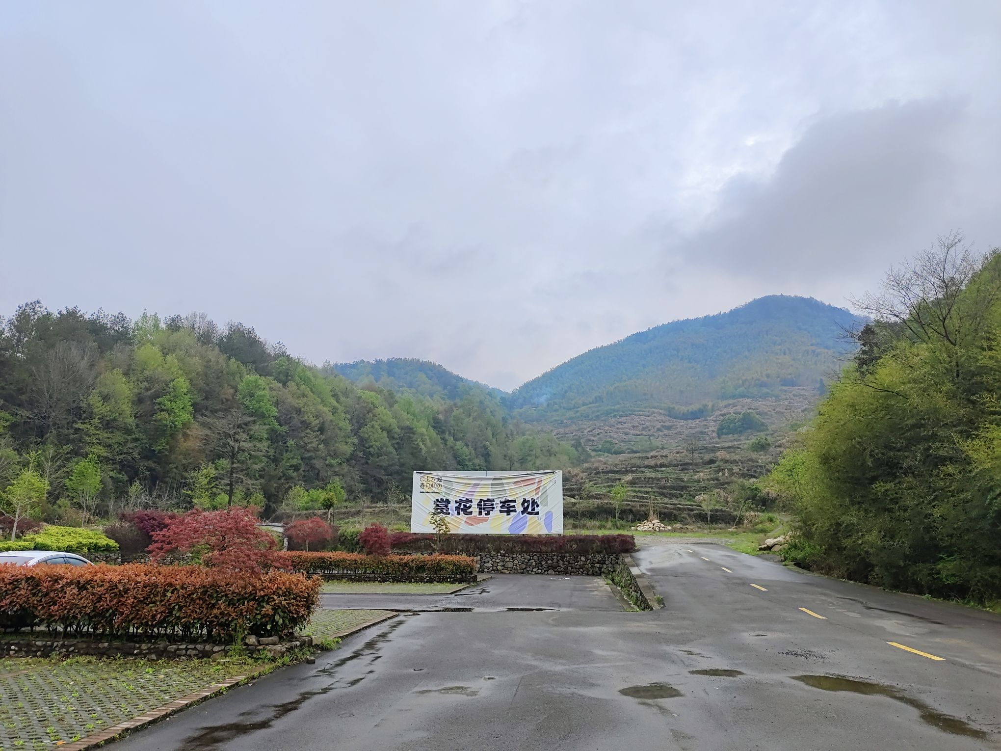 西畈油菜花基地旅行图片 2