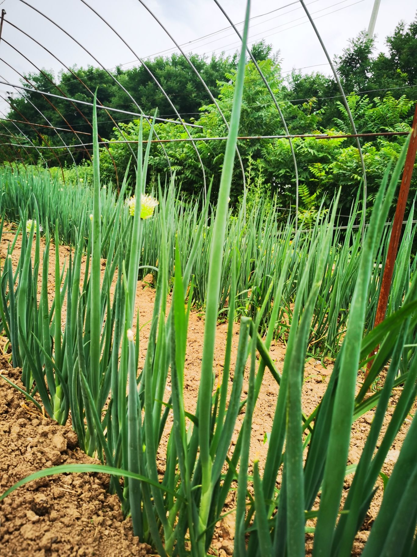 鑫成农业生态园 - 斜口街道便民圈栖邻生活圈休闲服务服务点实景照片