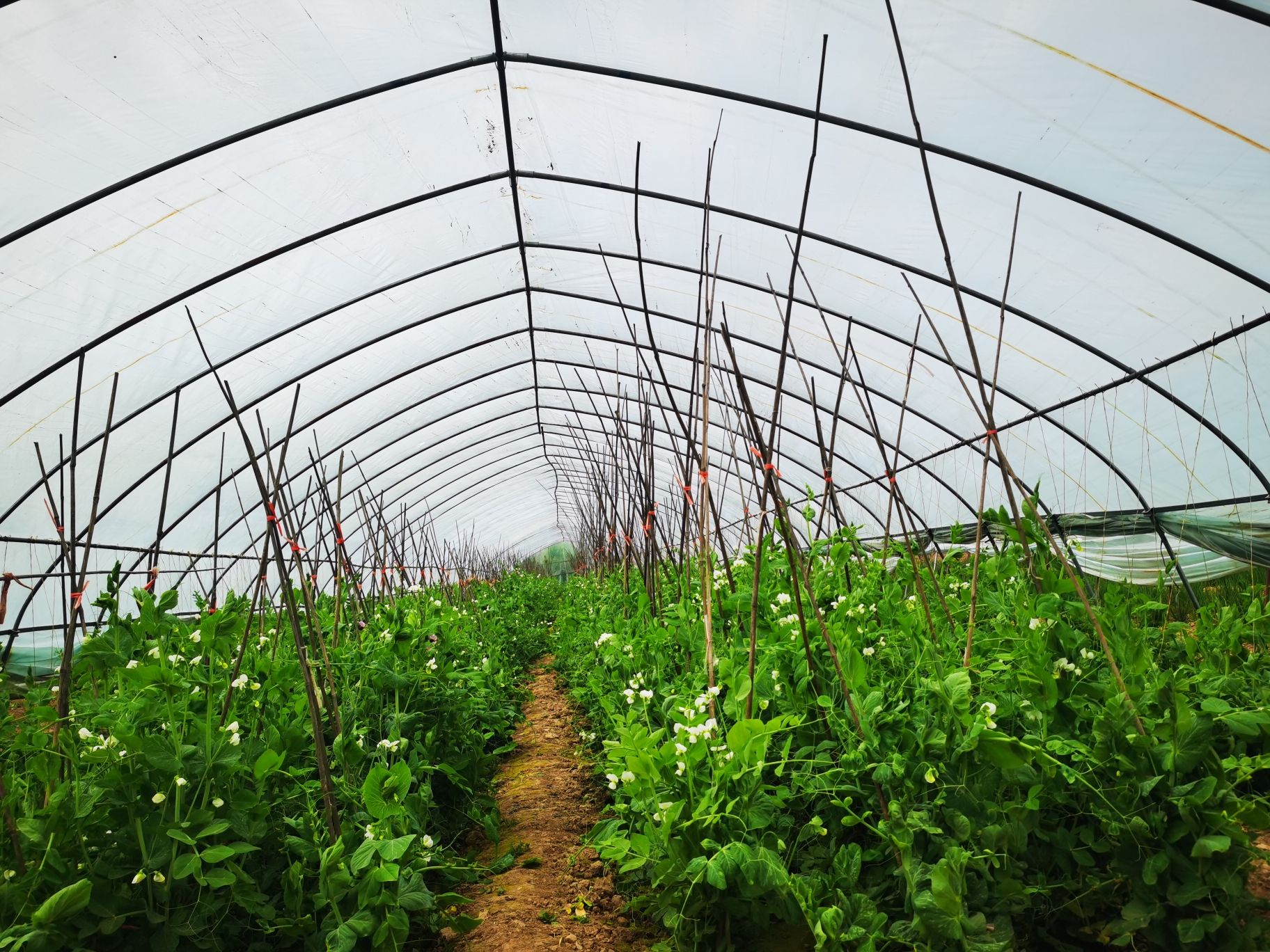 鑫成农业生态园 - 斜口街道便民圈栖邻生活圈休闲服务服务点实景照片