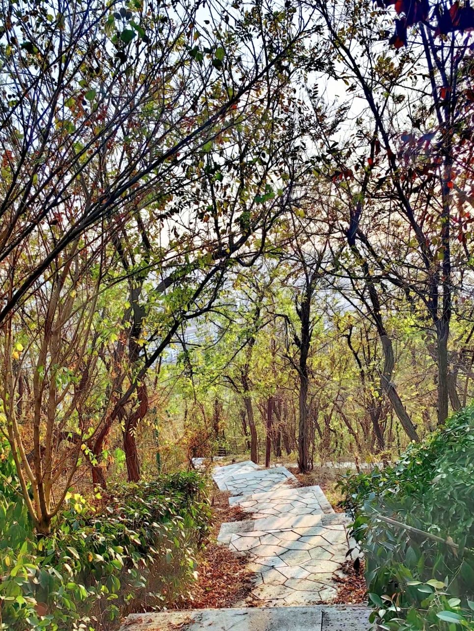 象耳山公园旅行图片 3