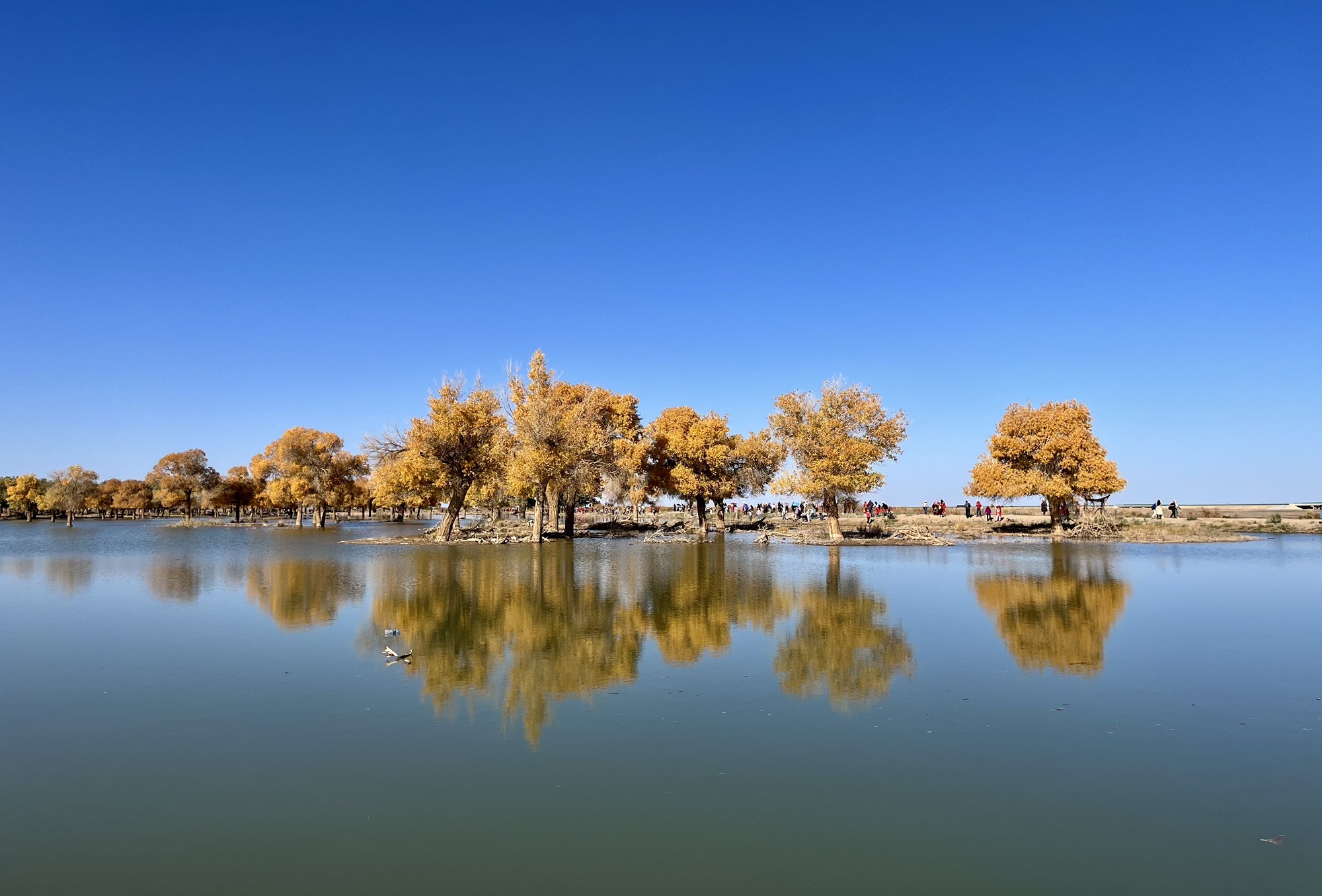 黑城弱水胡杨风景区旅行图片 3