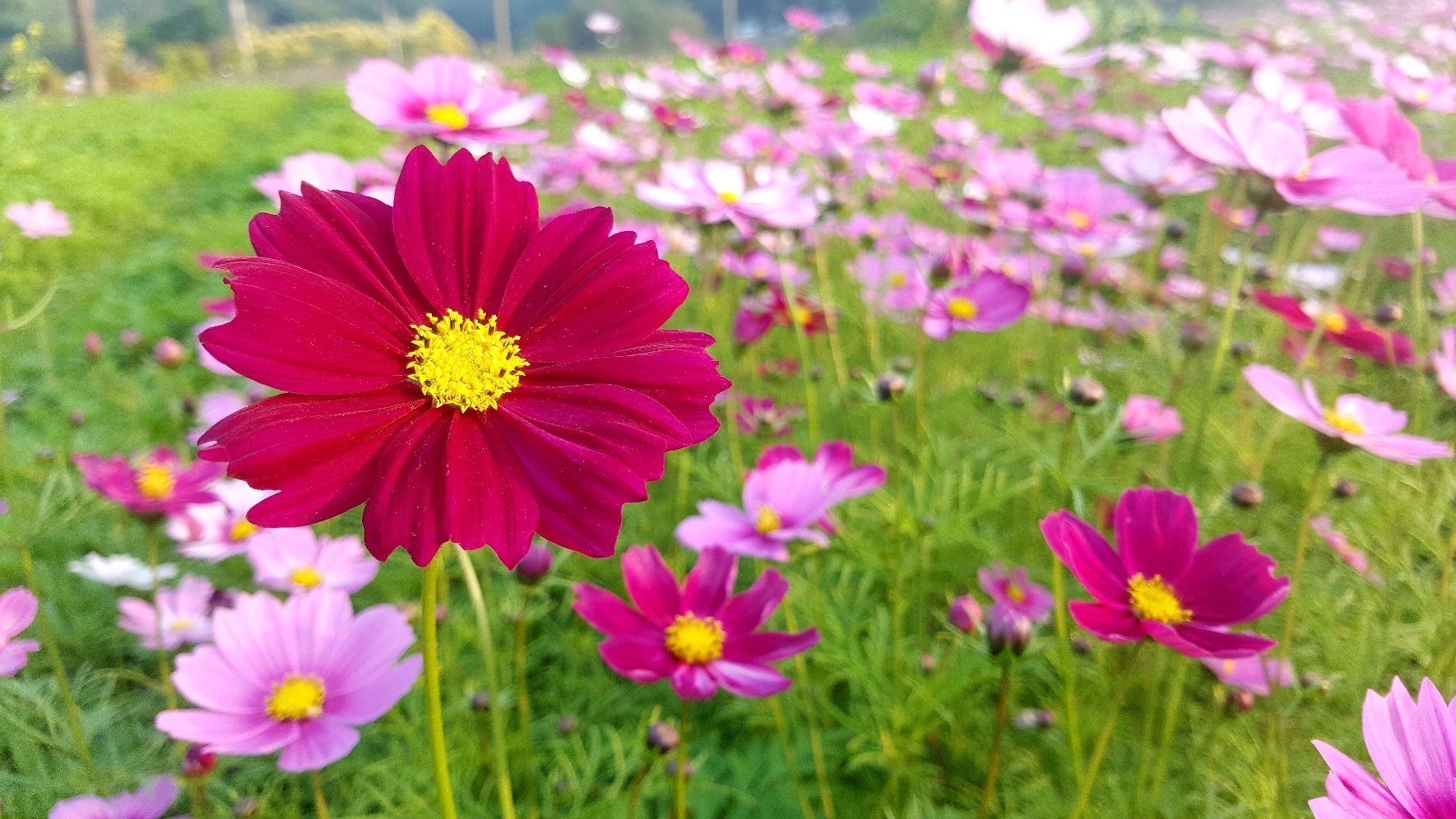 前格村花海旅行图片 2
