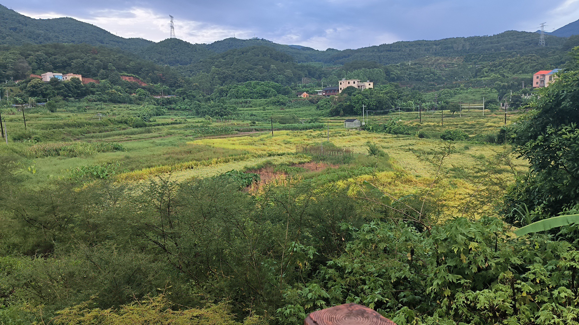 前格村花海旅行图片 1