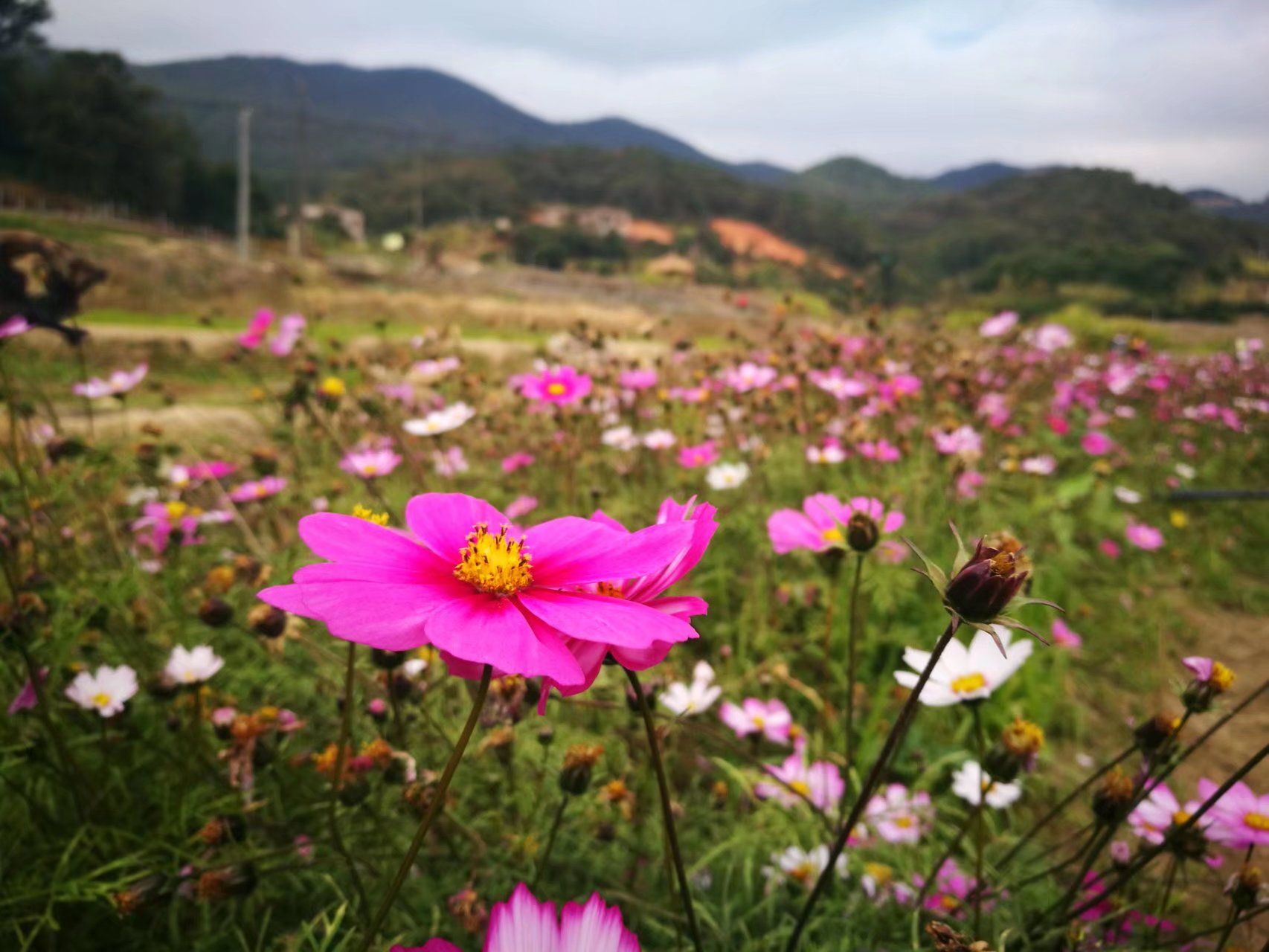前格村花海旅行图片 1