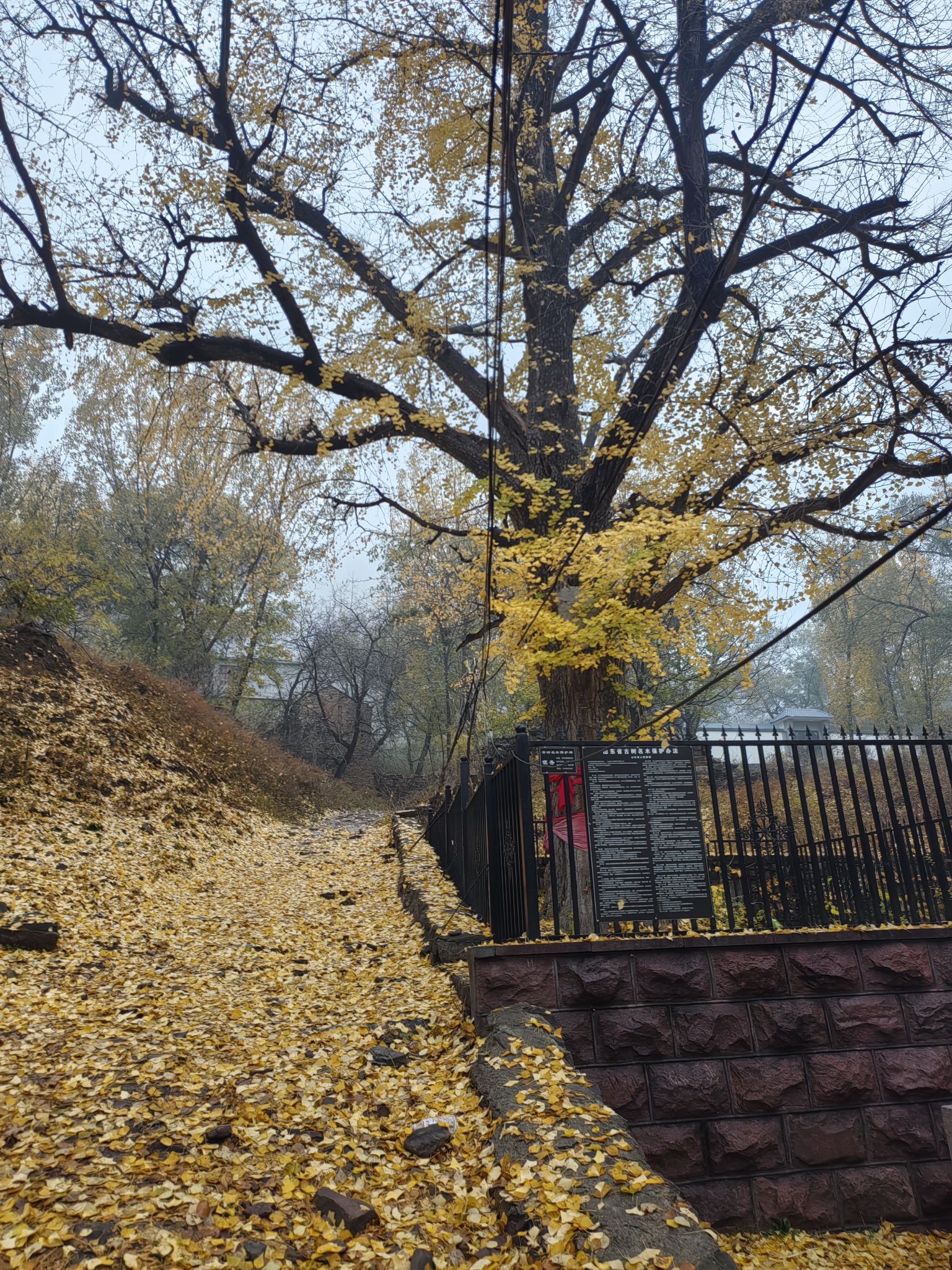 普门寺遗址旅行图片 1