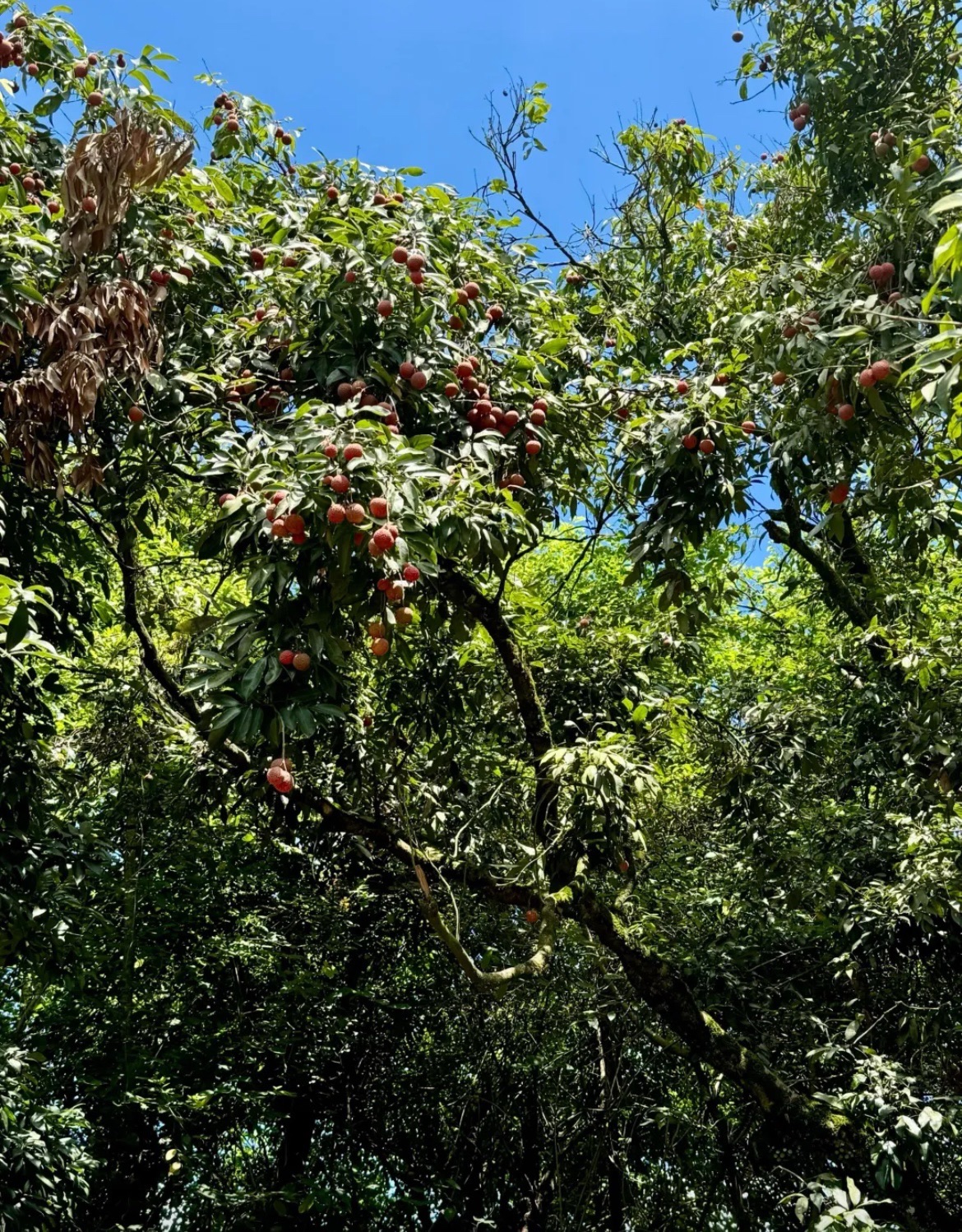 漳州荔枝海生态保护公园旅行图片 2