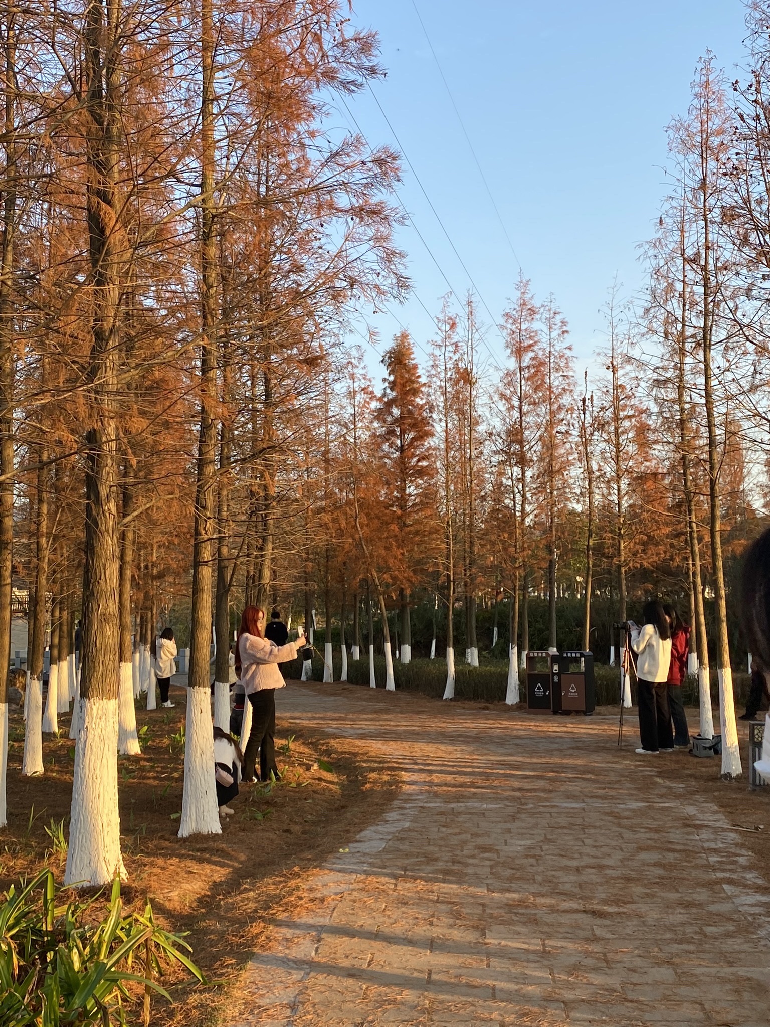 武平县平桥翠柳城市公园旅行图片 1