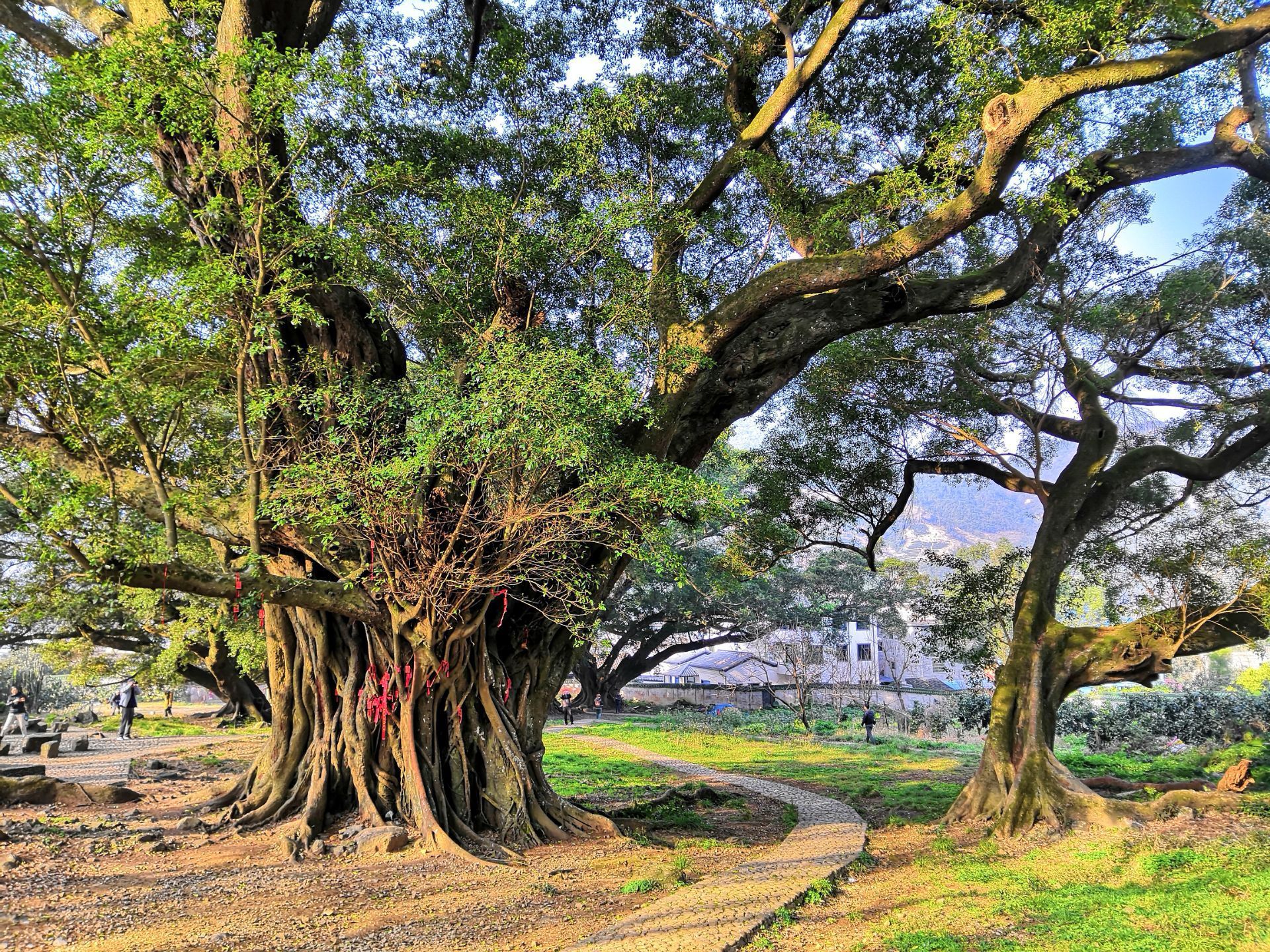 杨家溪景区旅行图片 2