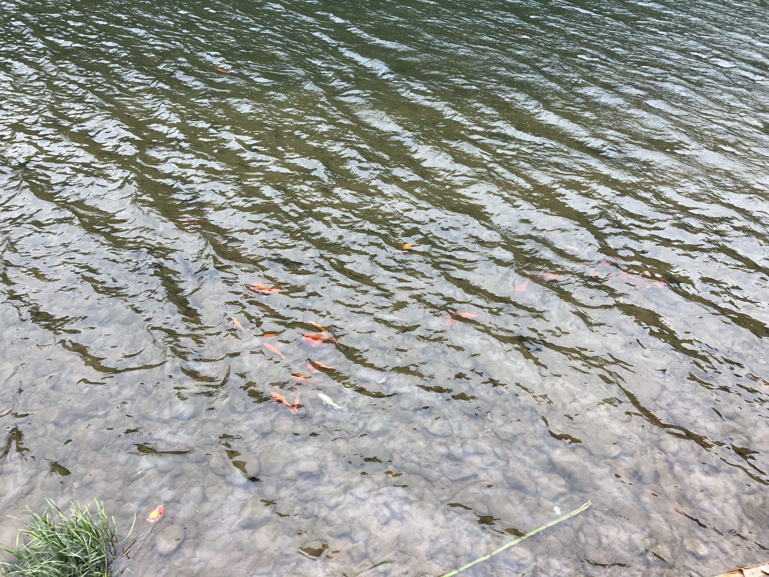 杨家溪景区旅行图片 2