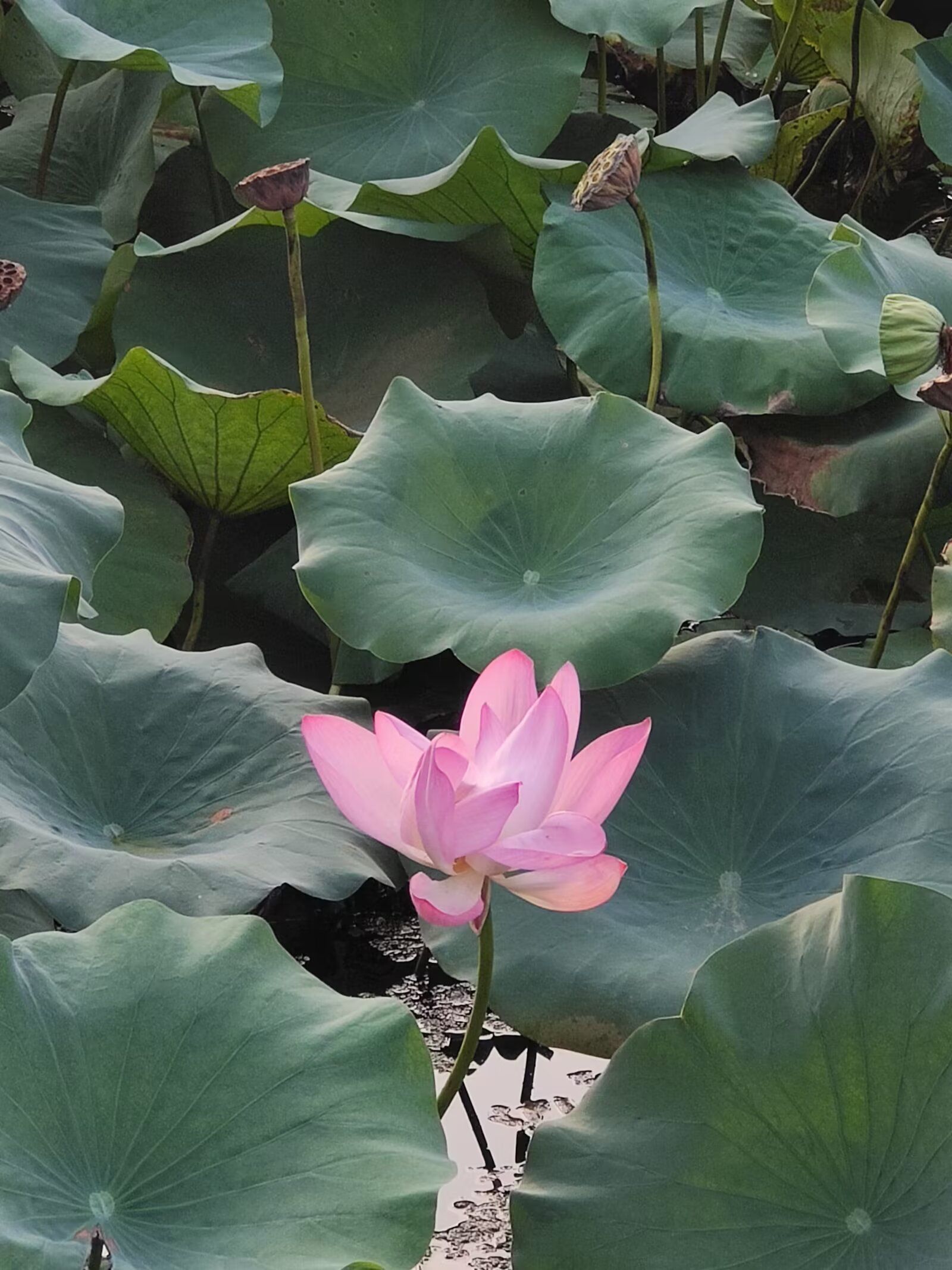 白家湾滨水公园旅行图片 1
