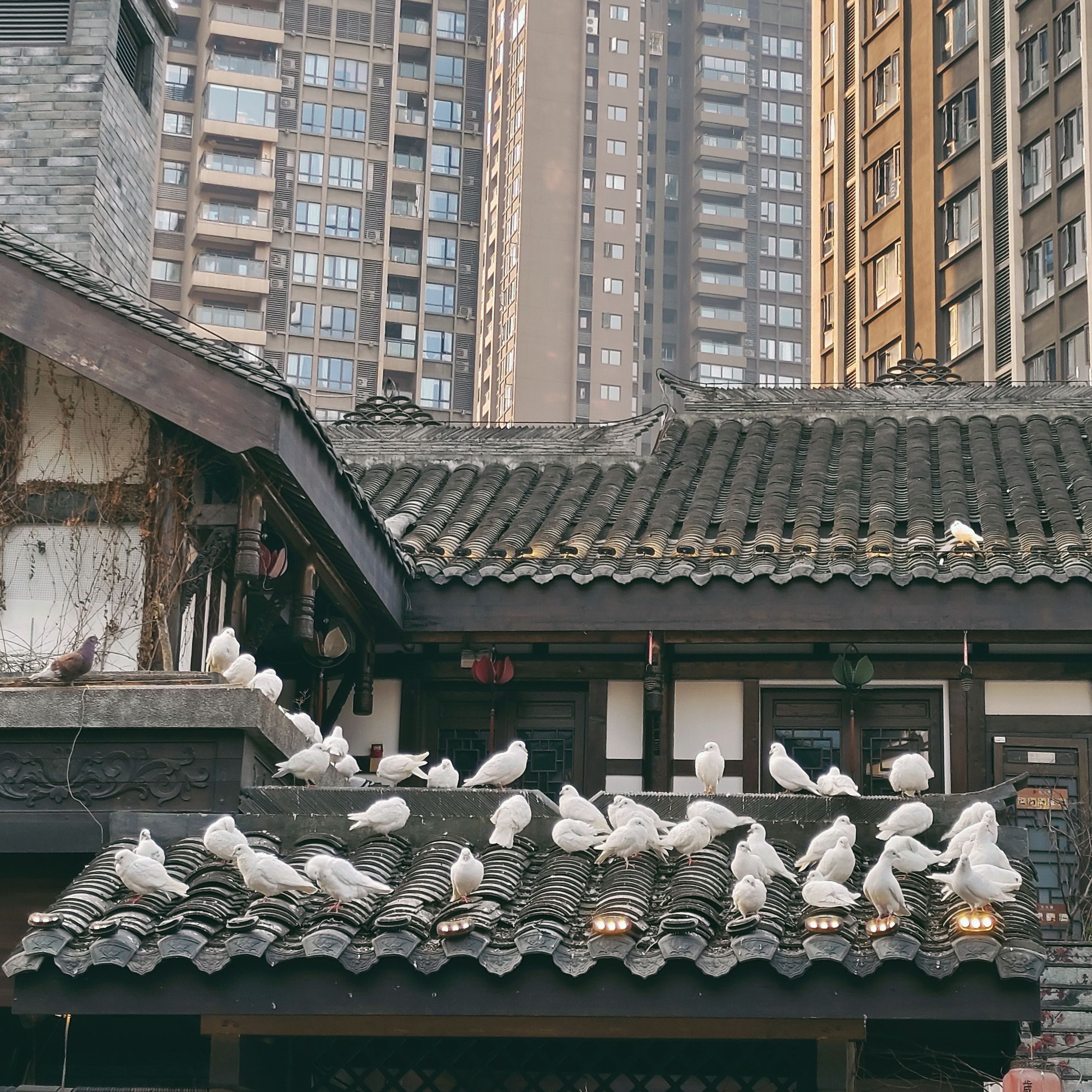 重庆白象街传统风貌区旅行图片 1