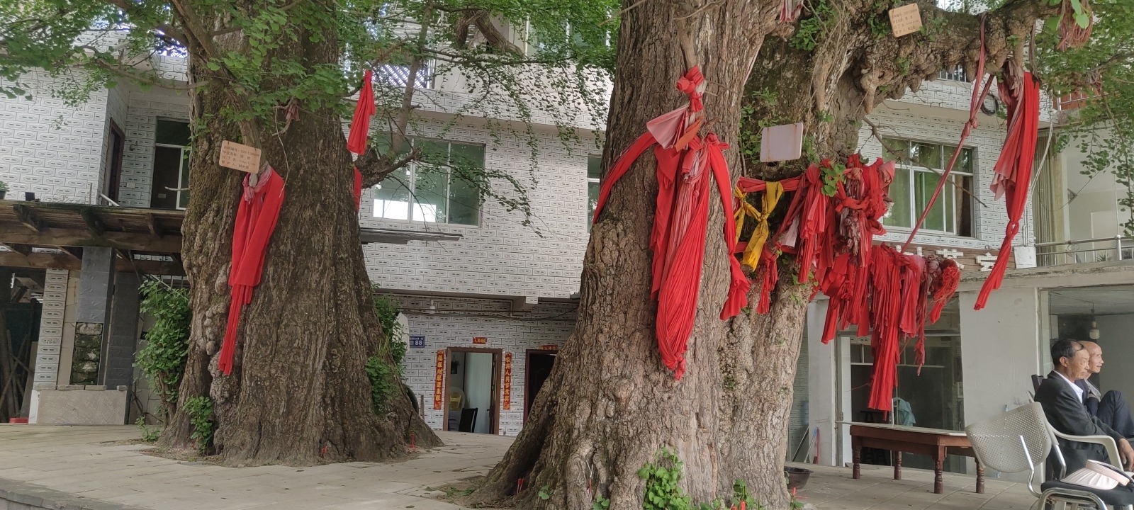 古银杏树旅行图片 1