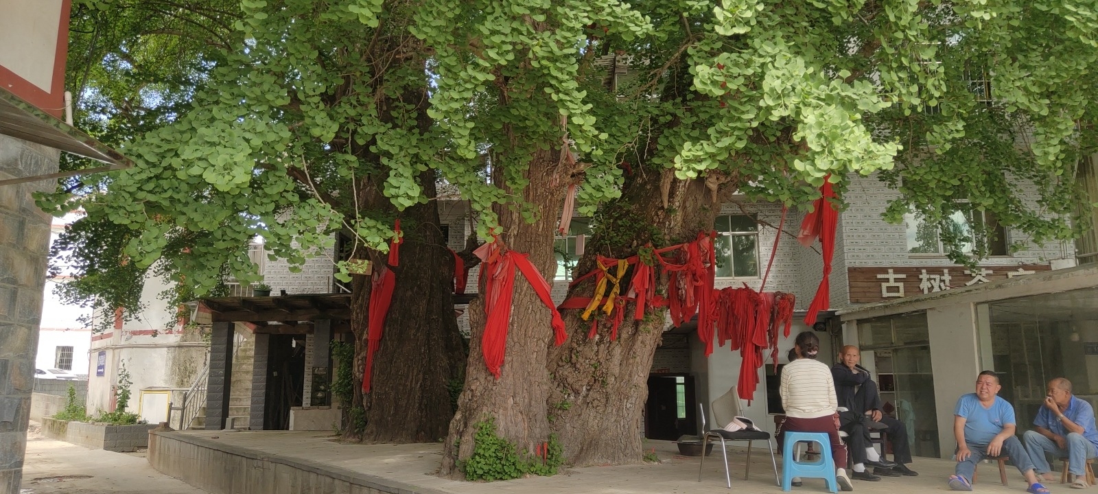 古银杏树旅行图片 2