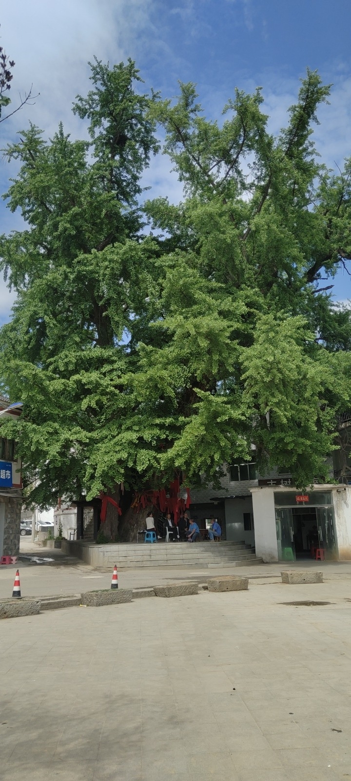 古银杏树旅行图片 3