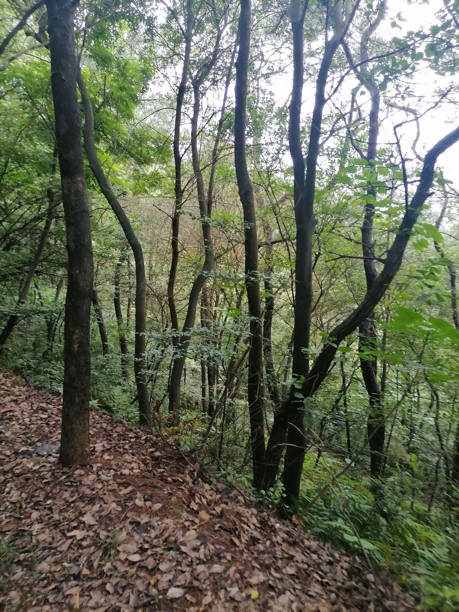 老鹰山游步道旅行图片 3