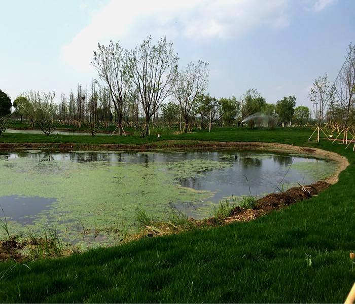 九龙湖公园旅行图片 3