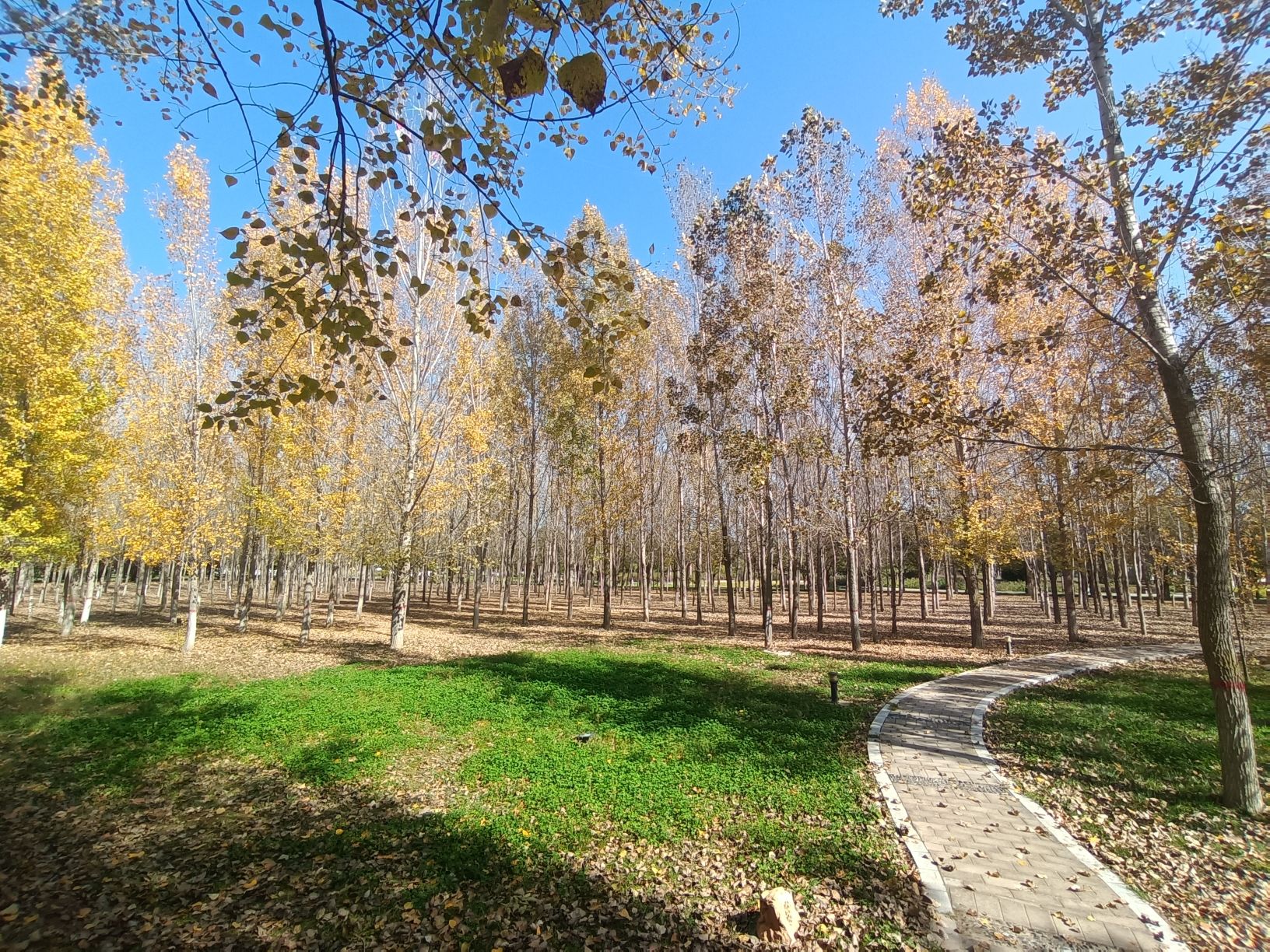 城南绿地