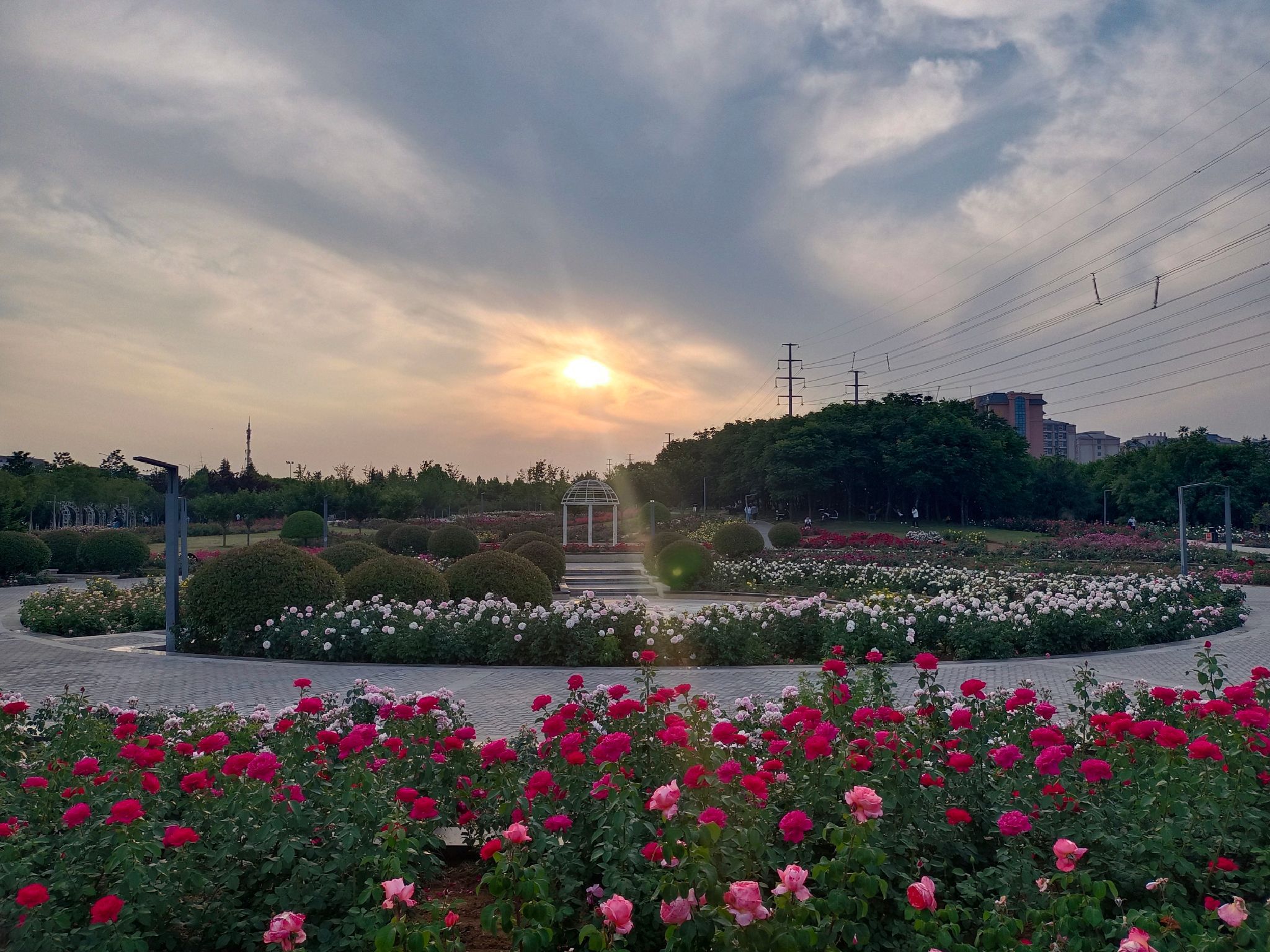 青年公园月季园旅行图片 1