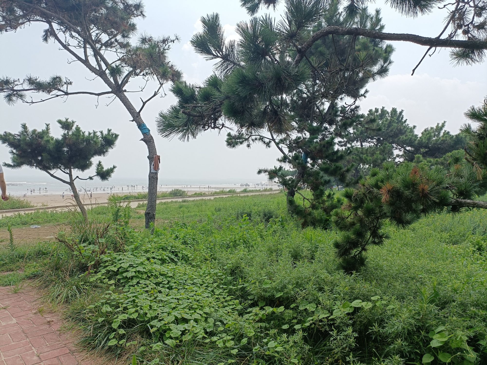花仙子海景基地旅行图片 3
