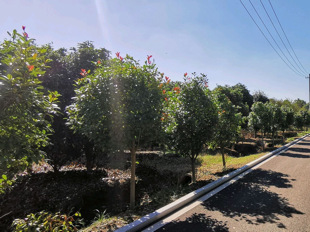 蒙城县森林公园旅行图片 3