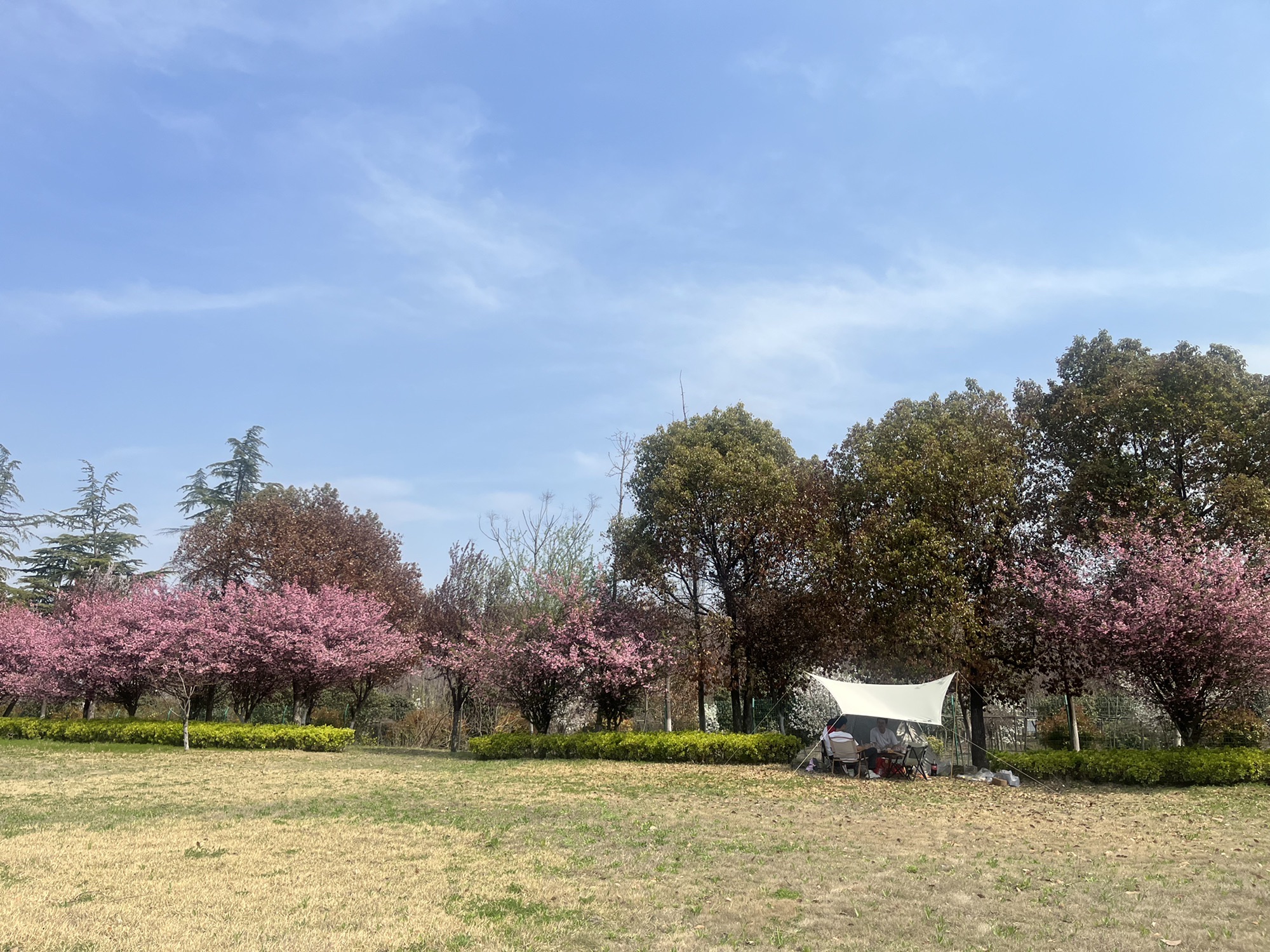 蒙城县森林公园旅行图片 2