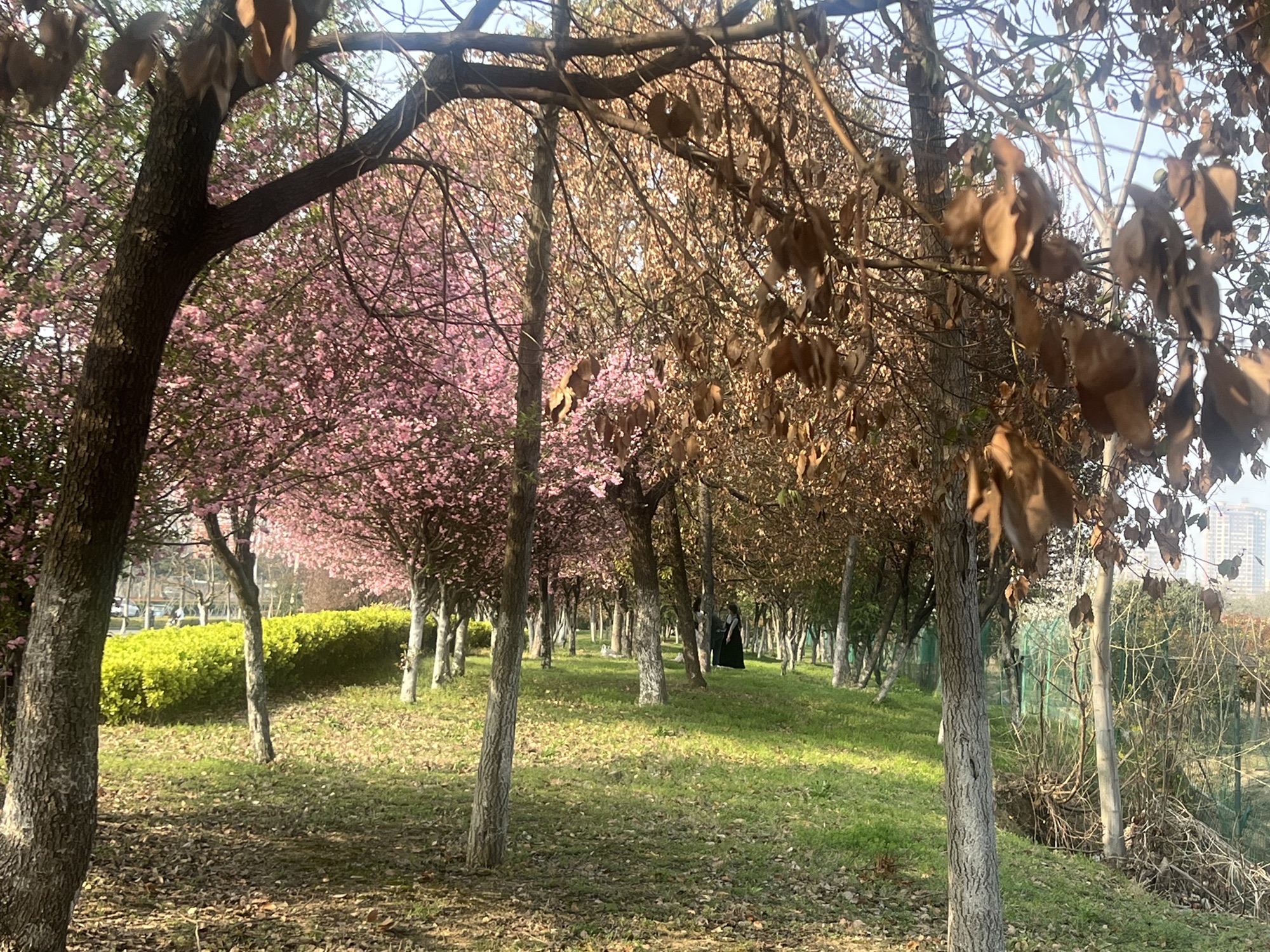 蒙城县森林公园旅行图片 1