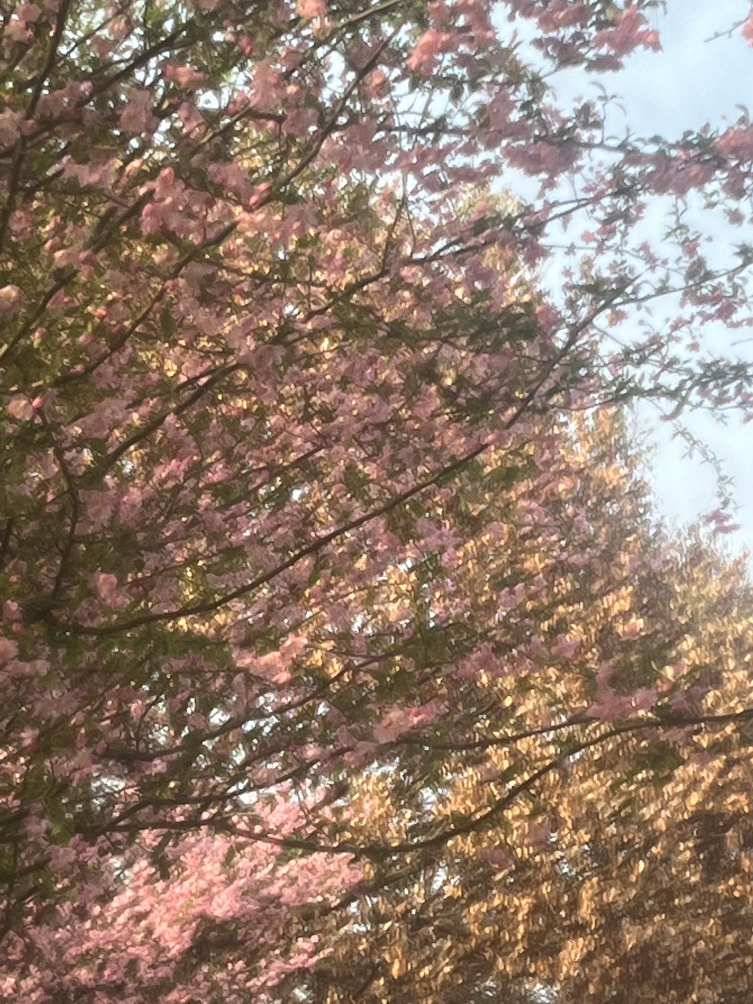 蒙城县森林公园旅行图片 3