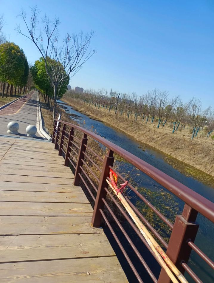 蒙城县森林公园旅行图片 3