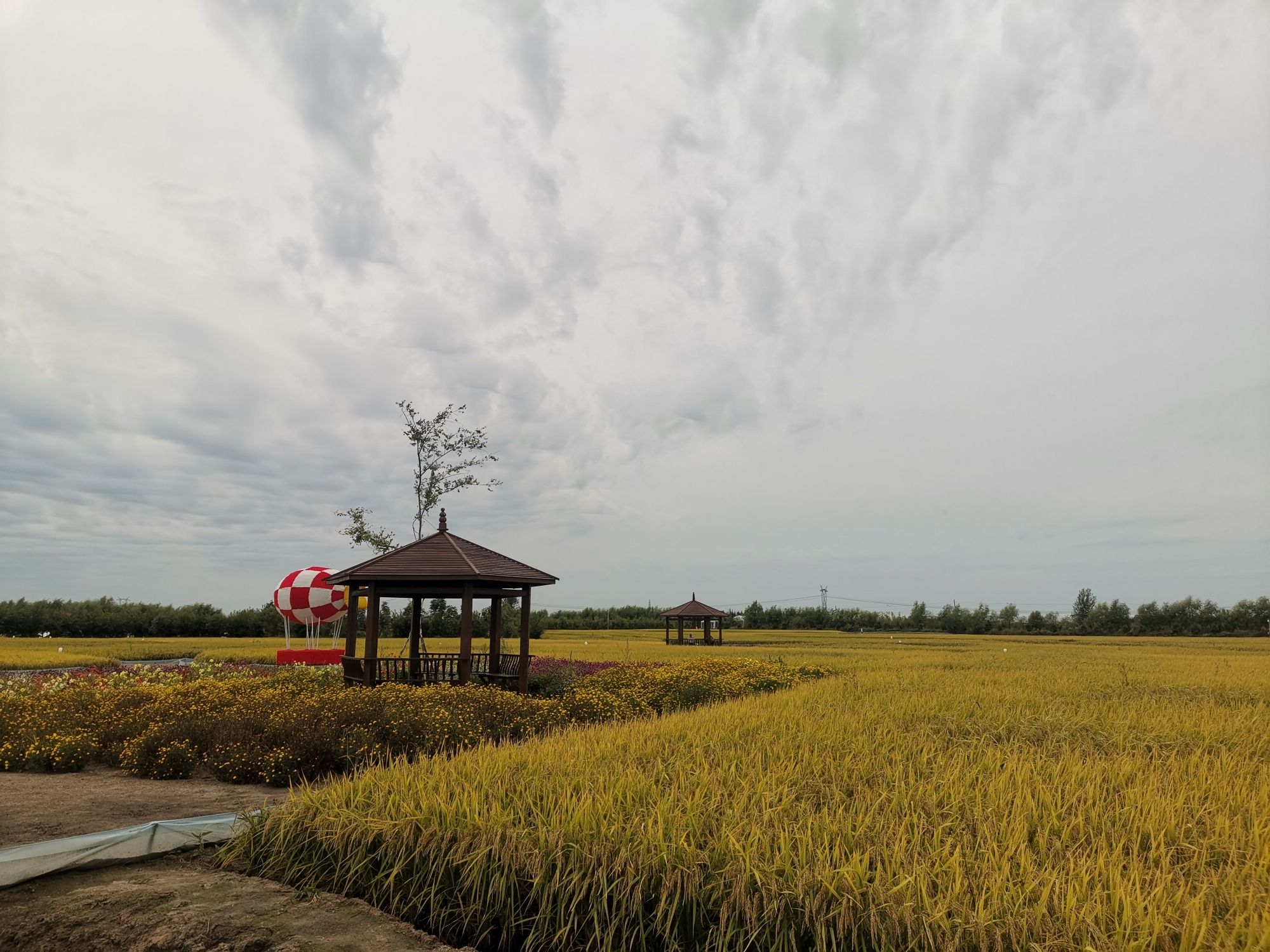 稻田公园旅行图片 1