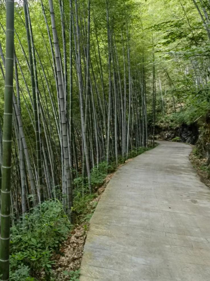 北城竹海旅行图片 2