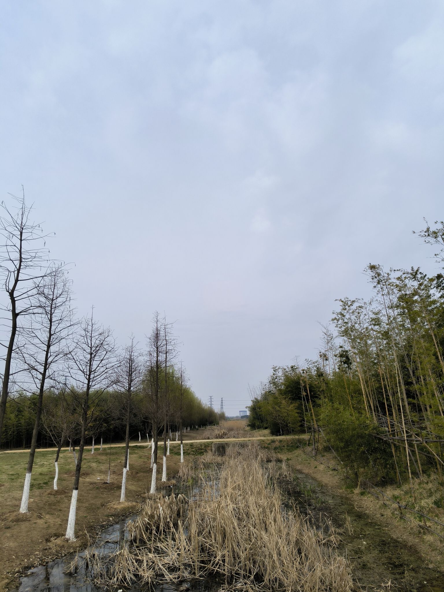 北城竹海旅行图片 1
