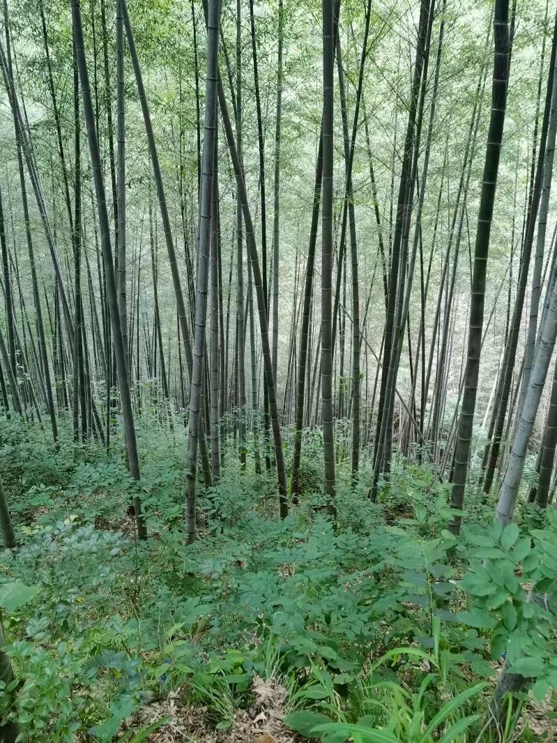 北城竹海旅行图片 1