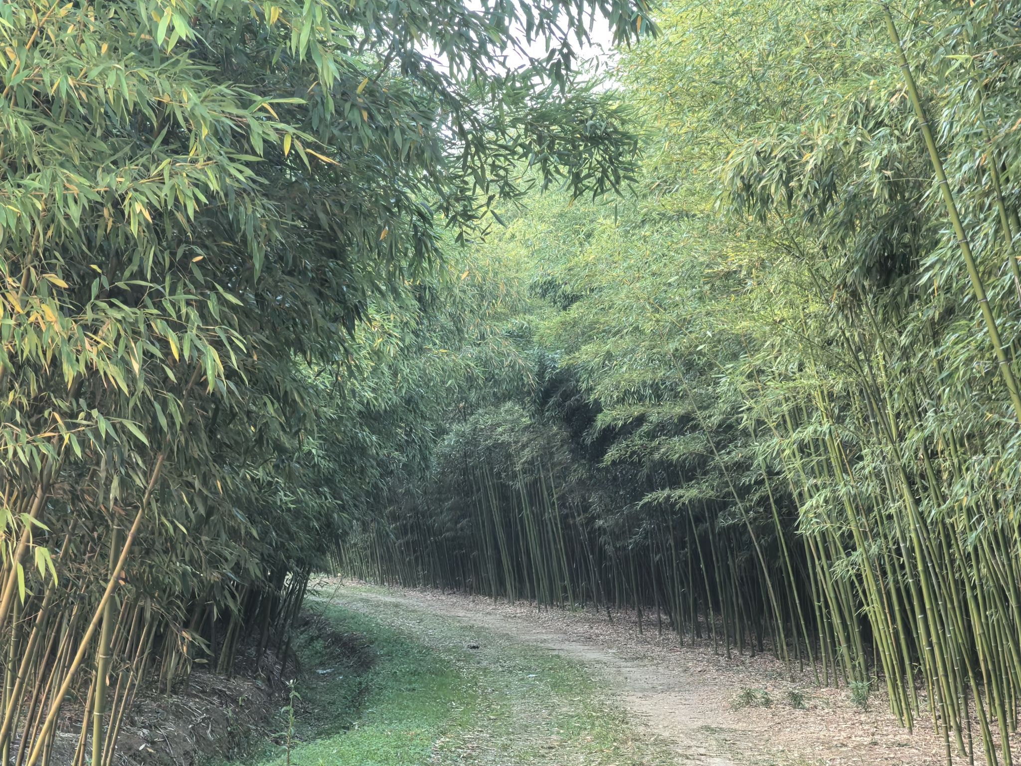 北城竹海旅行图片 2