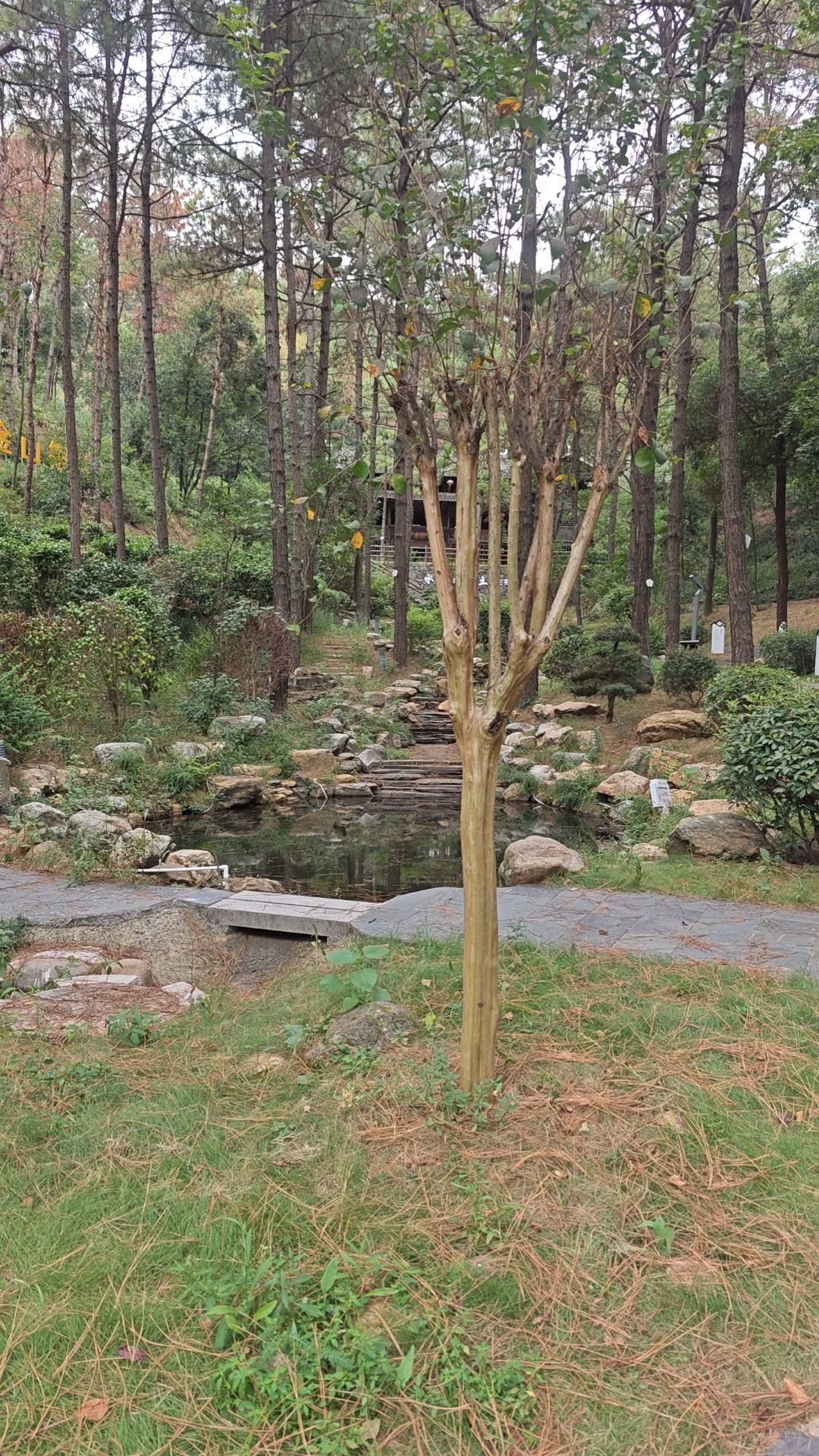 蒿山森林运动公园旅行图片 1