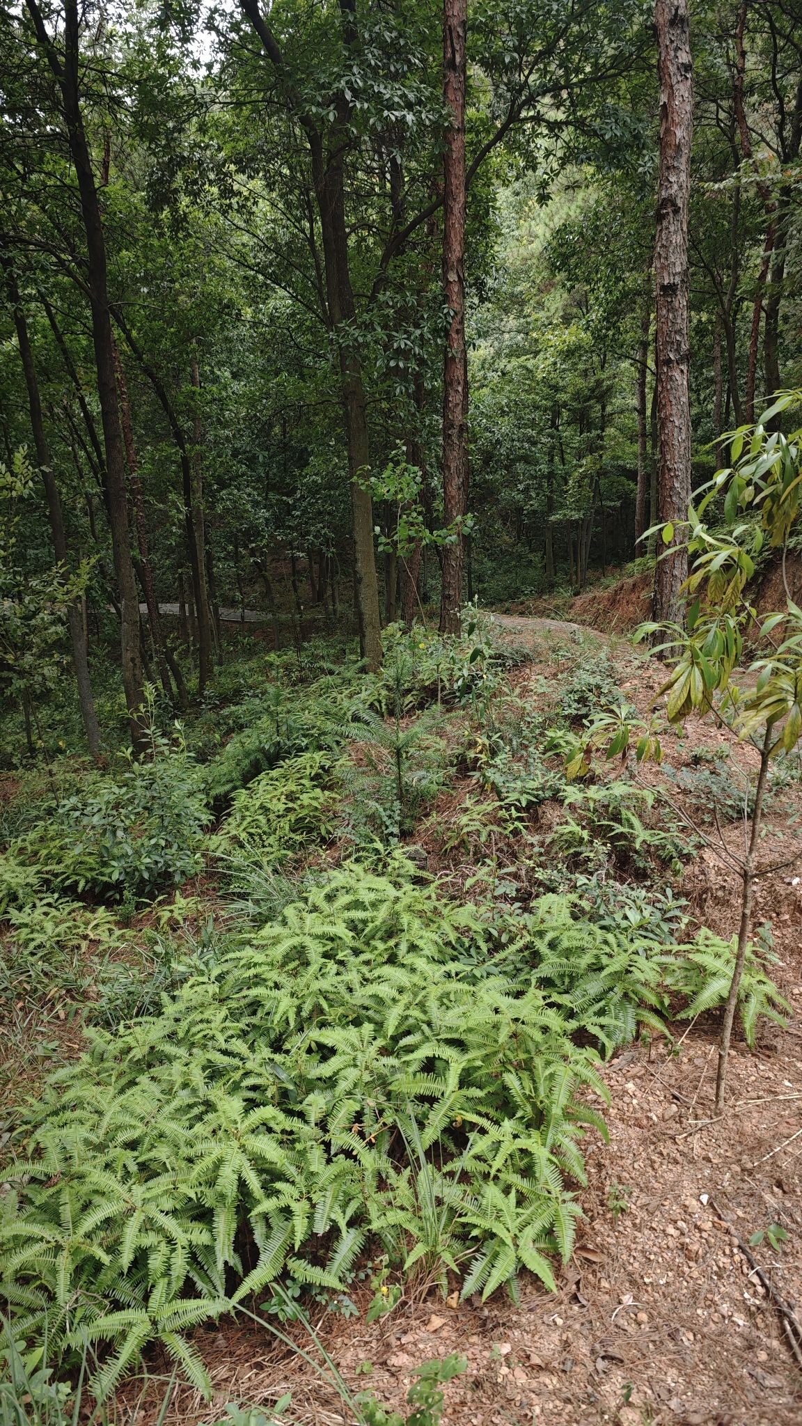 蒿山森林运动公园旅行图片 3