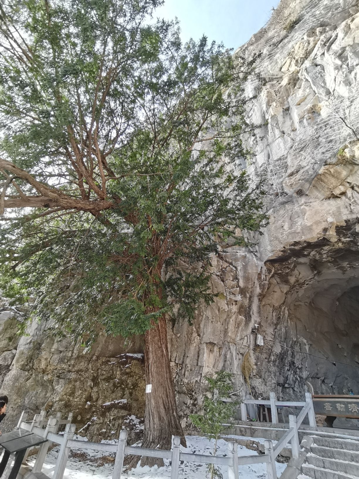 茱萸峰景区-红豆杉旅行图片 1