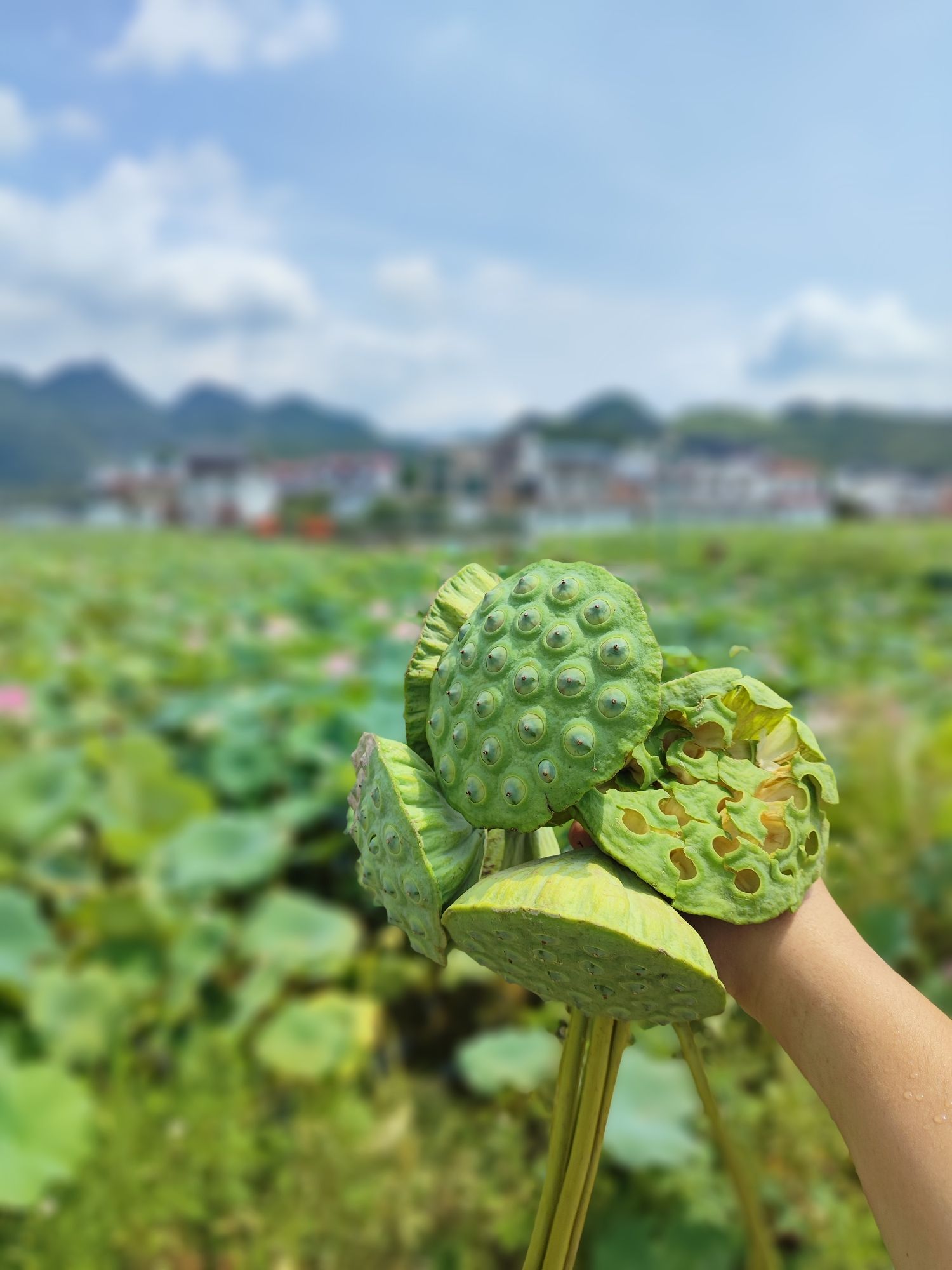 祥荷乡韵景区旅行图片 2