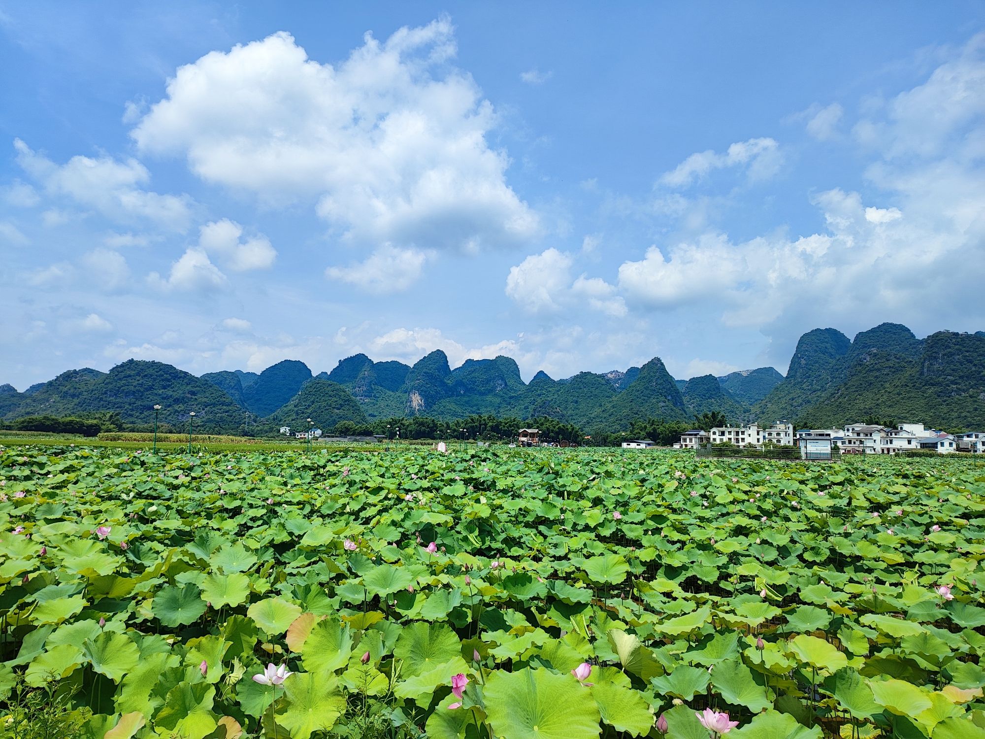 祥荷乡韵景区旅行图片 3