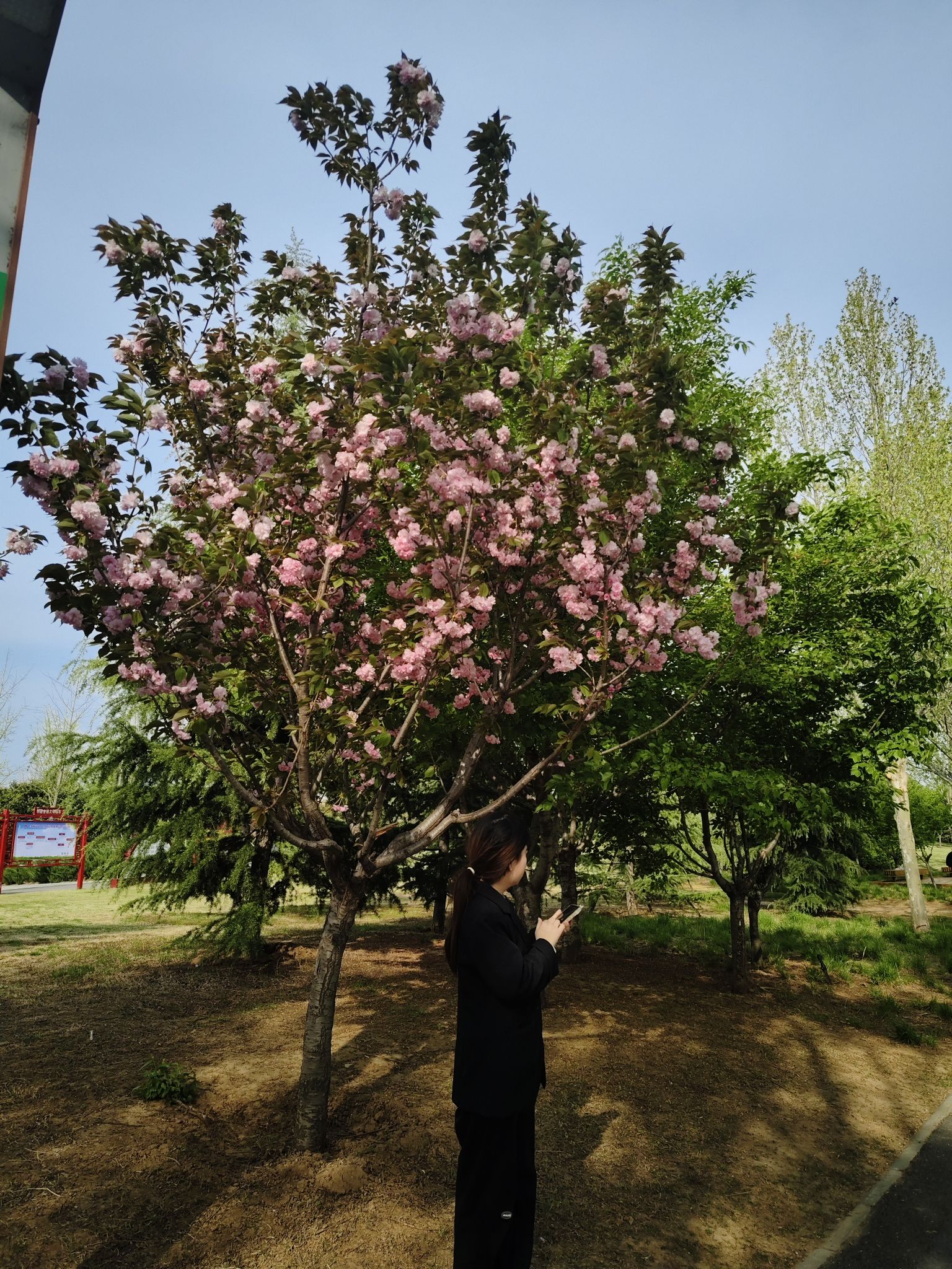 汝州市中央公园旅行图片 3
