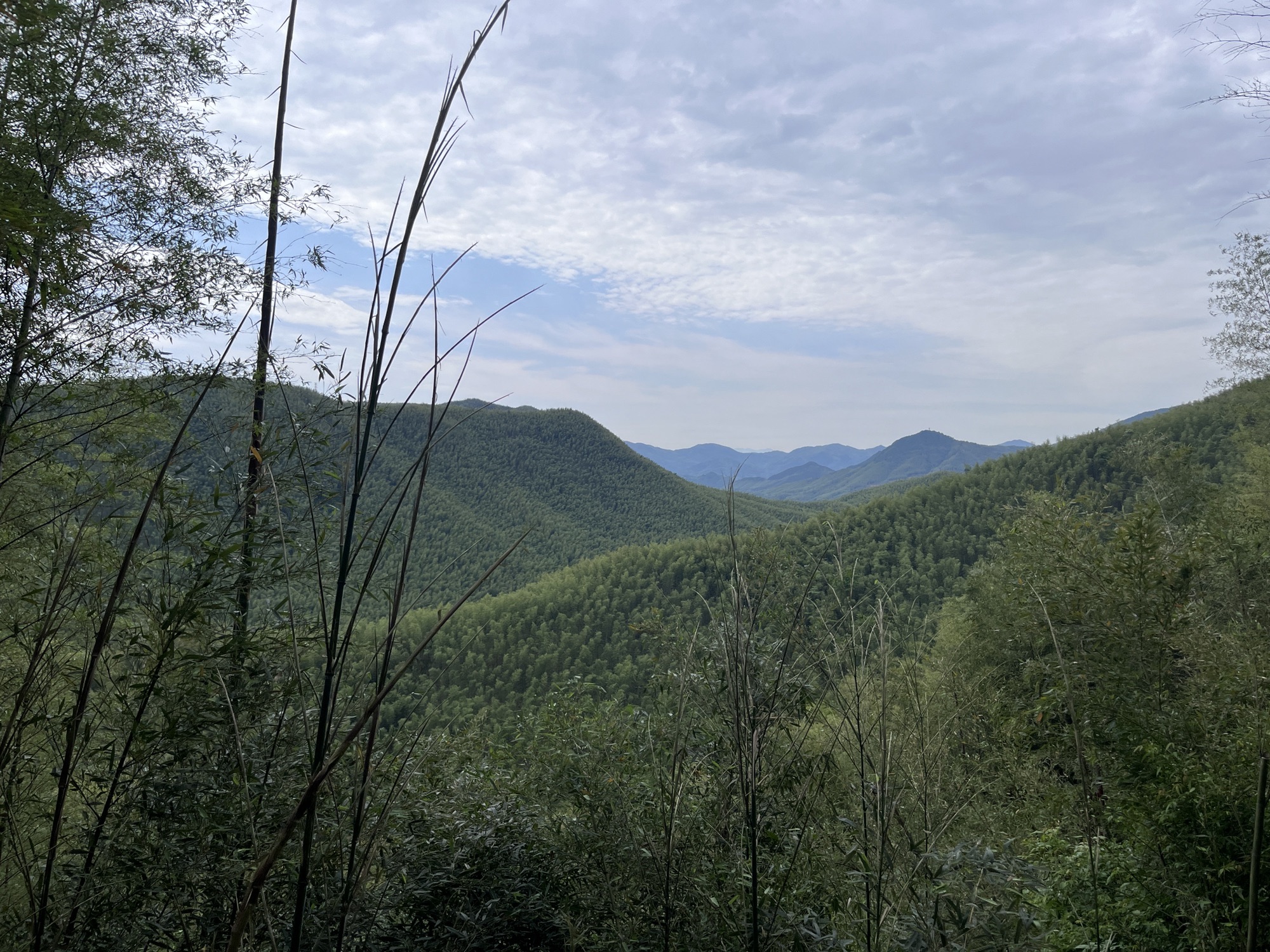 笄山竹海旅行图片 2