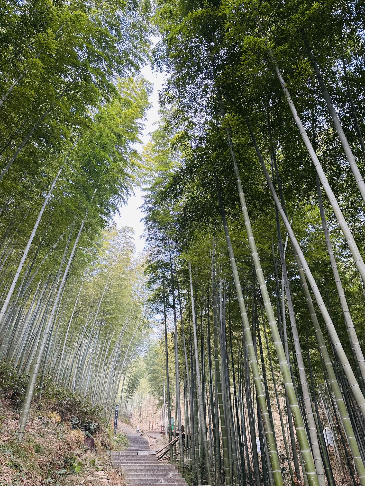 笄山竹海旅行图片 1